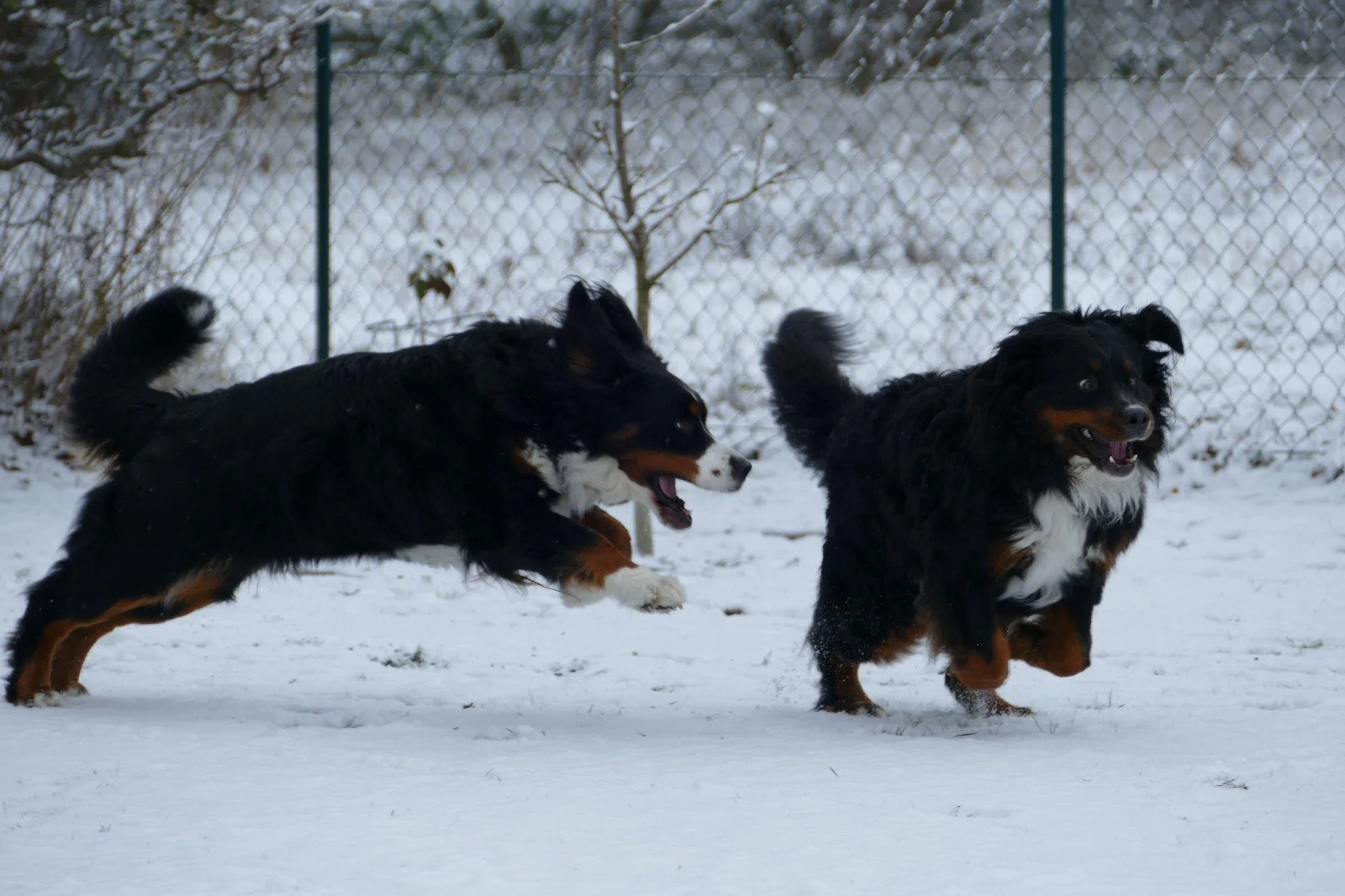 Cleo und Alani