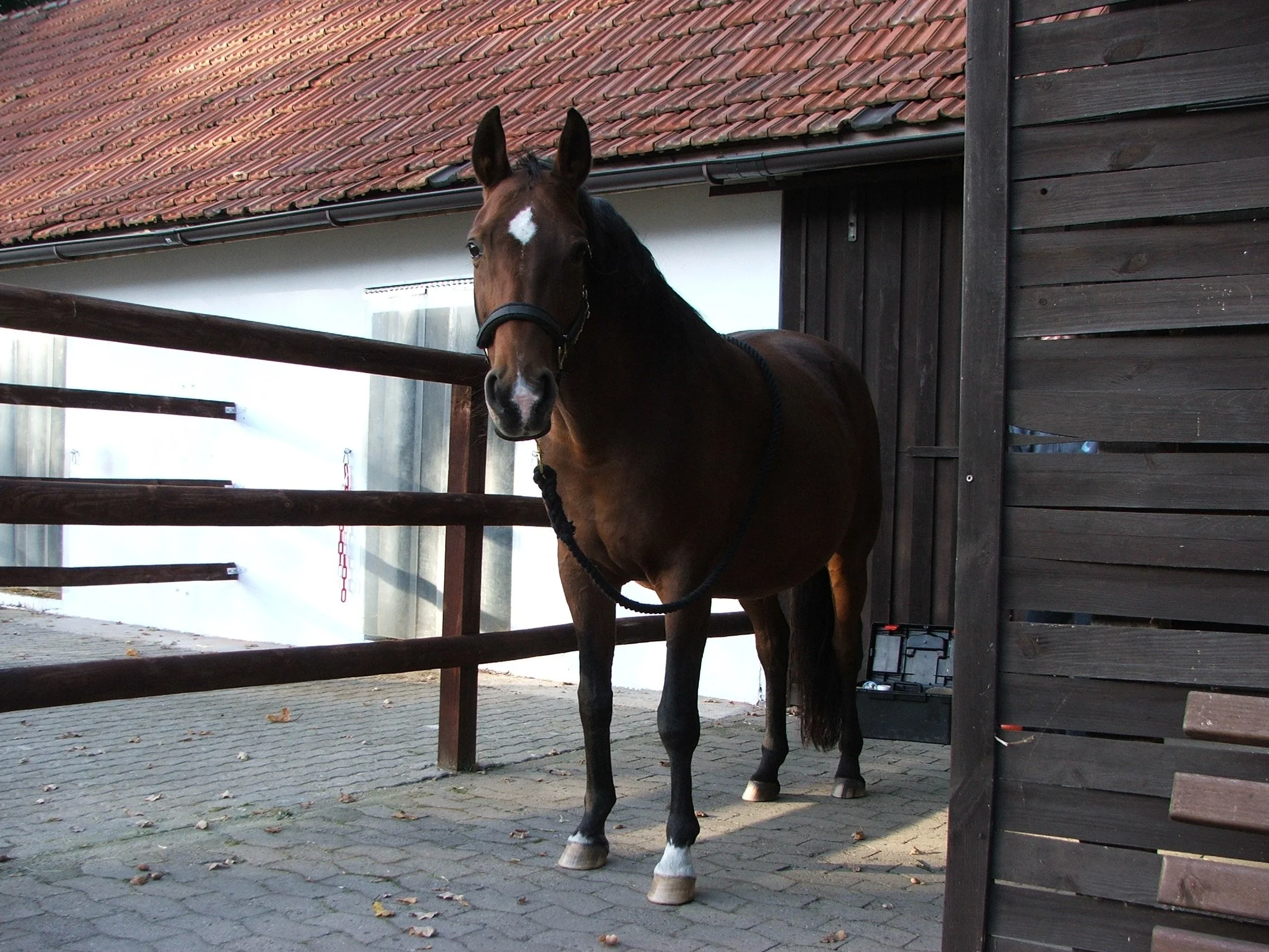Nach dem Umzug nach Schaphusen hatte sie sogar ein Paddock vor der Box, das war auch toll.