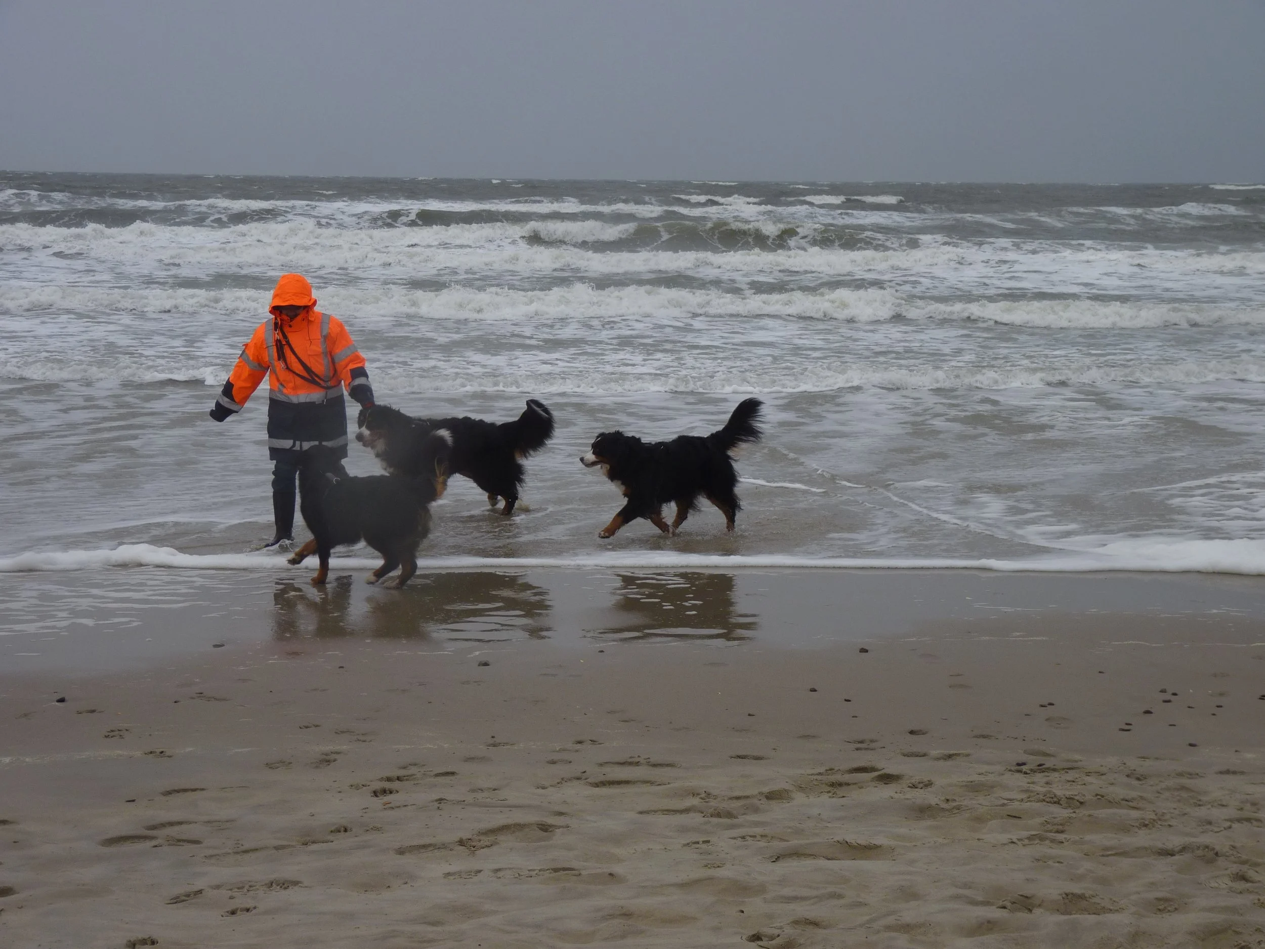 Genau so war es immer mit dieser Generation... wo ich war, da waren auch die Hunde. Ich brauchte keine Leine, egal wo wir waren, sie waren einfach selbstverständlich immer an meiner Seite.