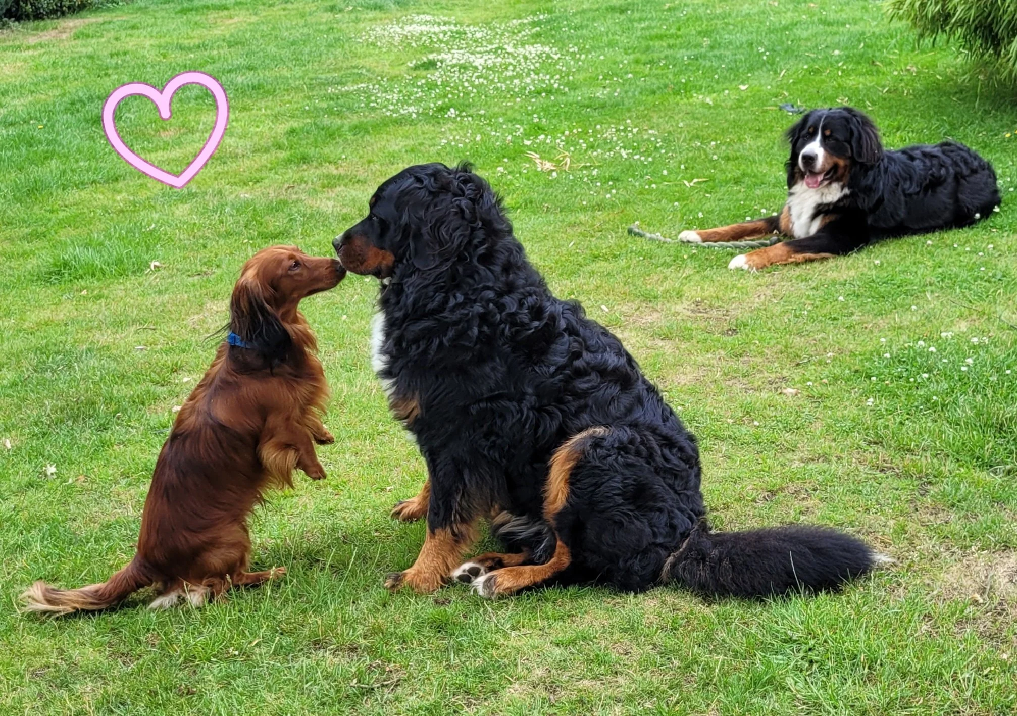 Alani mit Hundekumpel Percy, hinten Feivel. Zu süß wie alle mit dem kleinen Dackel interagieren :-) (Juni 2025)