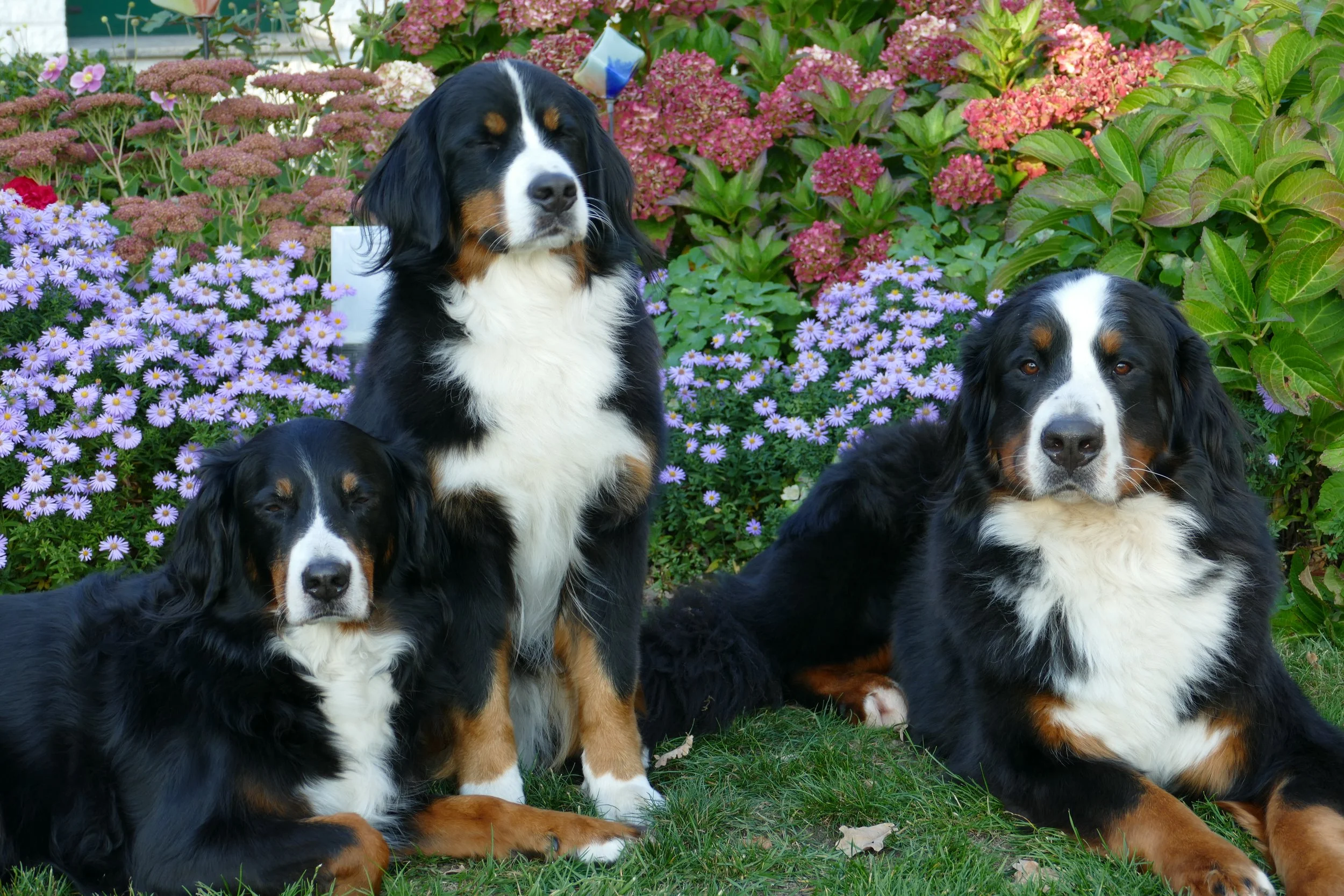 Raya, Mila, Daris (Oktober 2018)