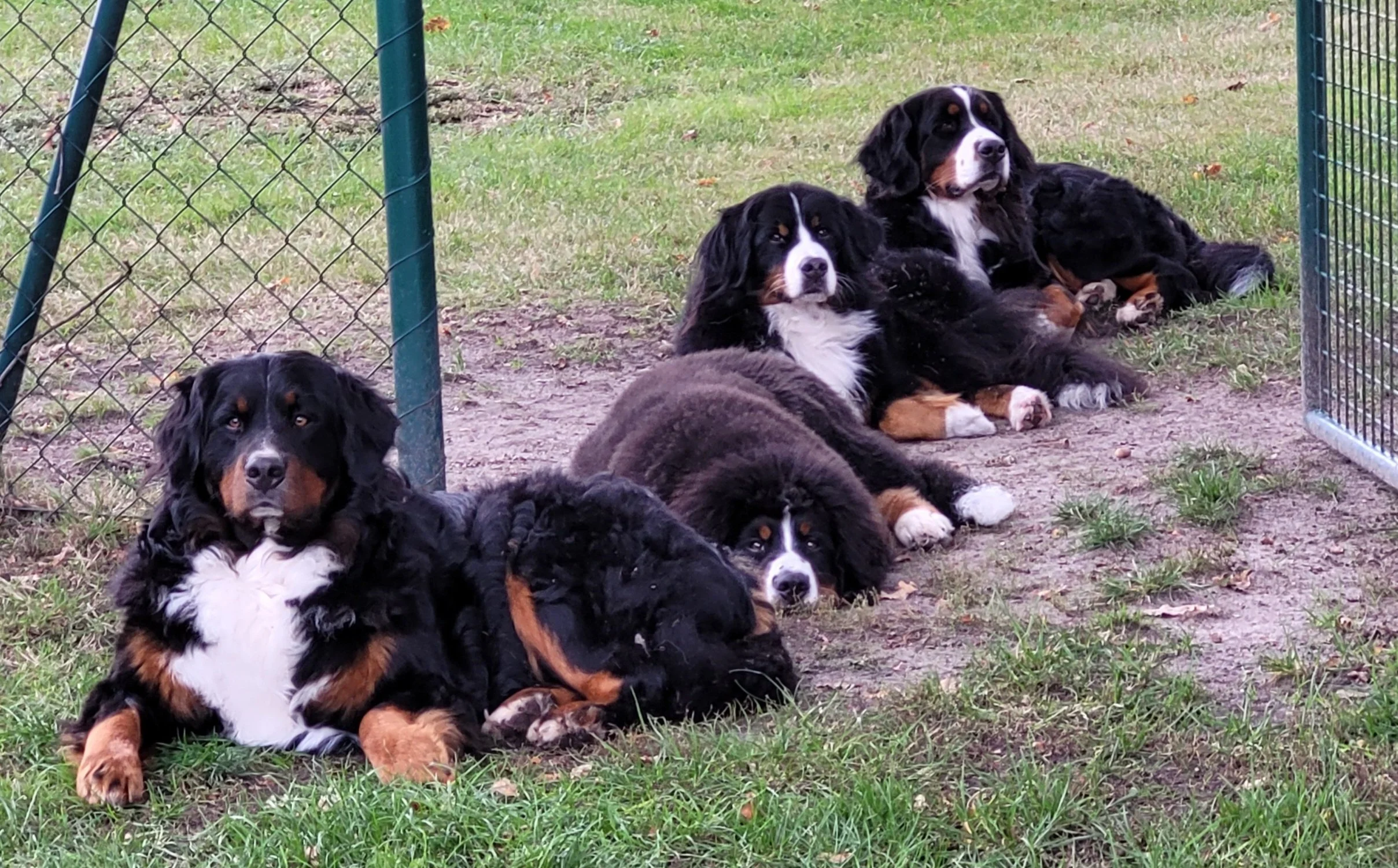 Alani, Feivel, Mila, Cleo, soooo lustig wie sie sich da aufgereiht haben :-) (12.10.2024)