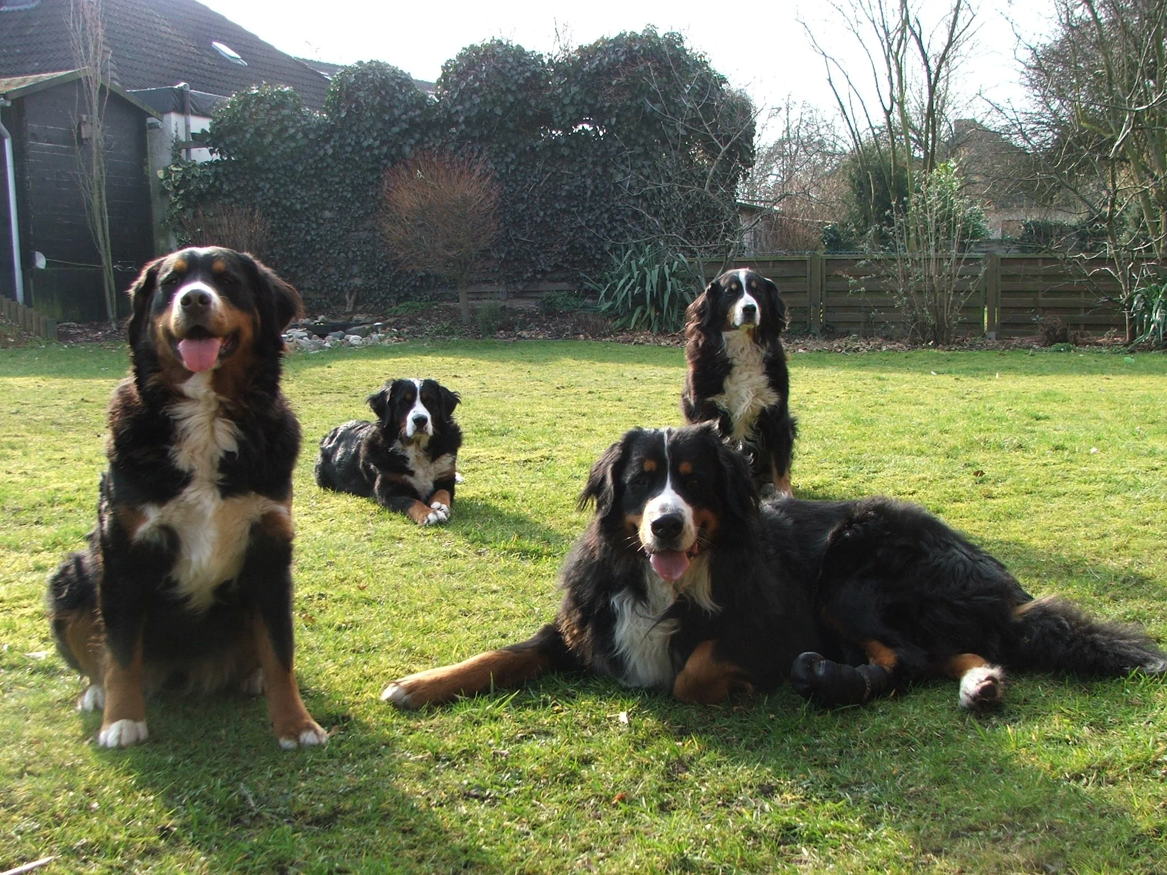 Erstes Gruppenfoto mit Hardy im Februar 2009... noch sind sie ein wenig auseinander