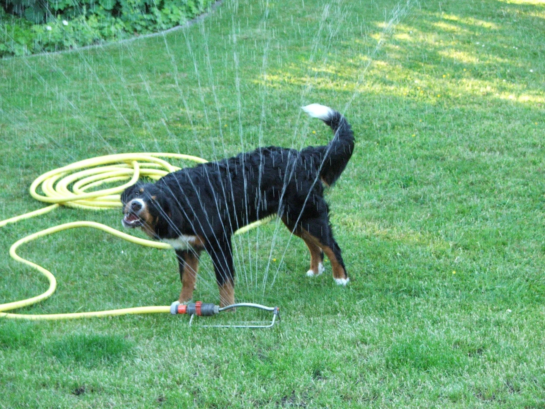 Wasser mochte sie gerne