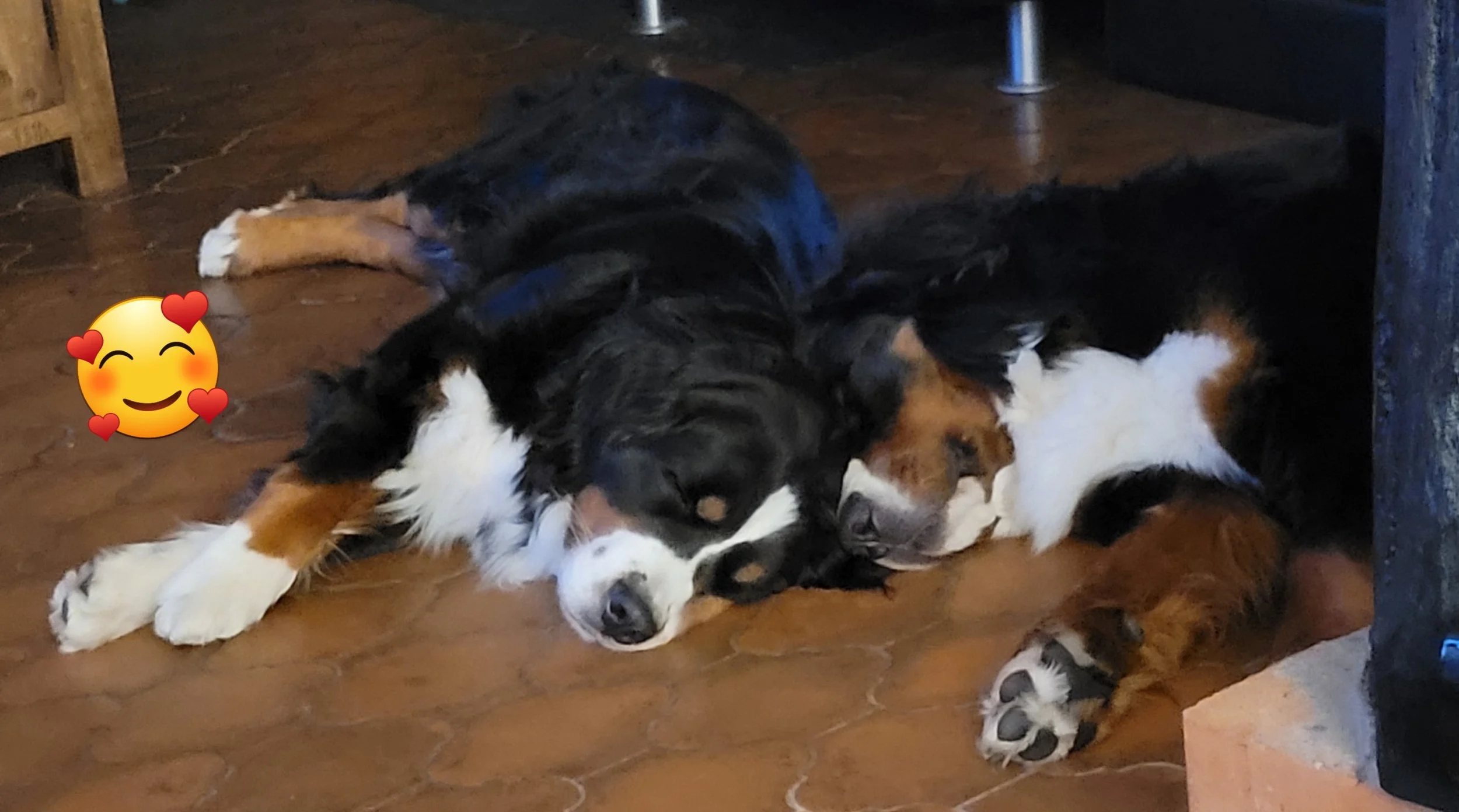 Cleo und Feivel (Mai 2025)