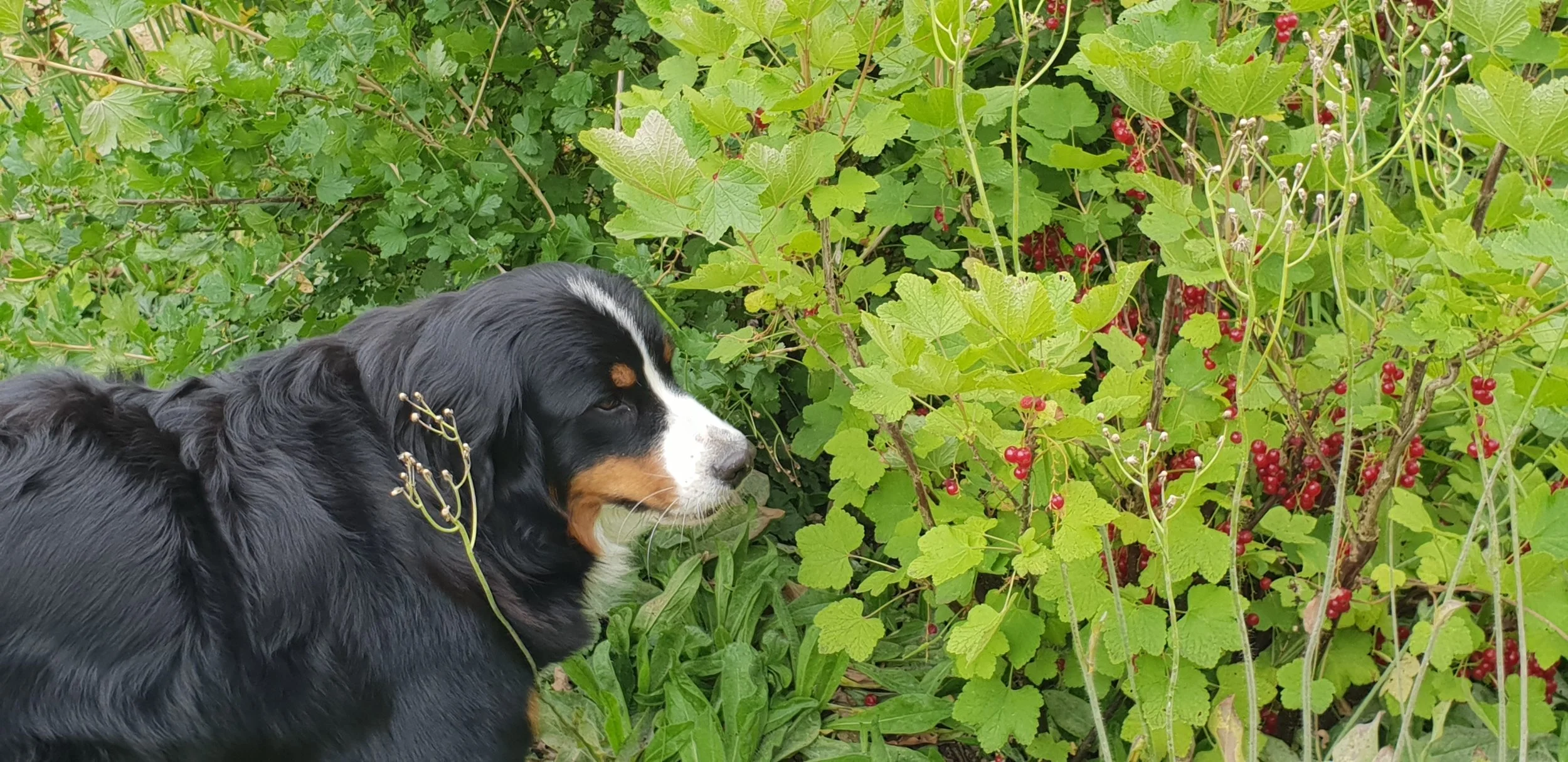 Johannisbeeren selber vom Strauch pflücken... legger! (Juli 2018)