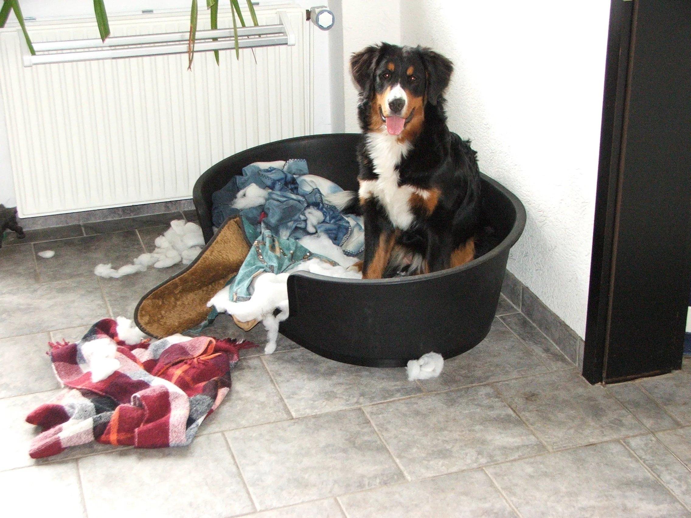 Tyla hatte leider seeeehr viel Unsinn im Sinn *seufz