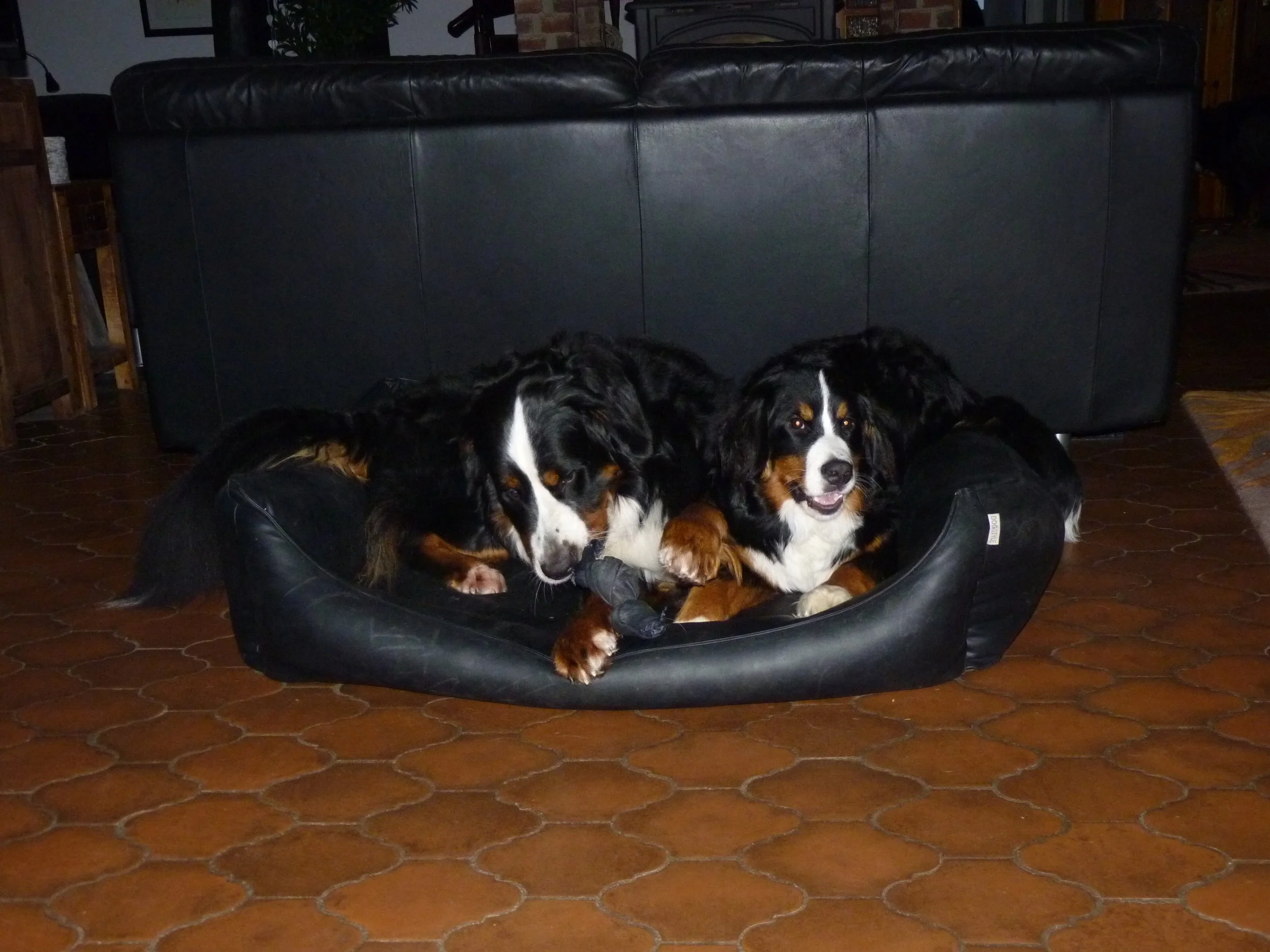 Daris und Mila (Februar 2017)