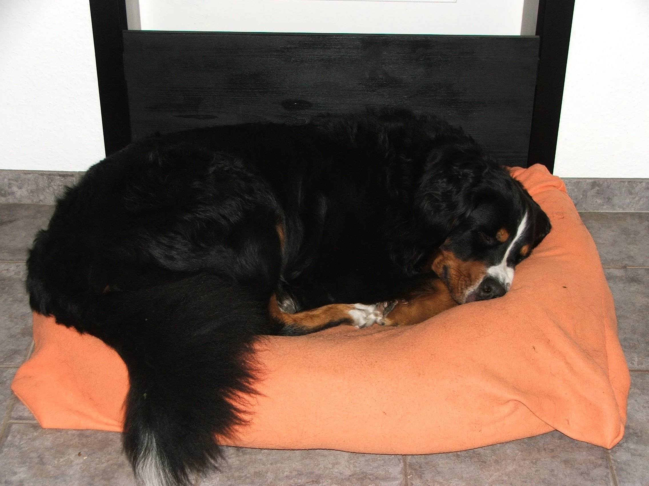 Das Bett hatte er mitgebracht. Bissi rausgewachsen war er da schon *lach