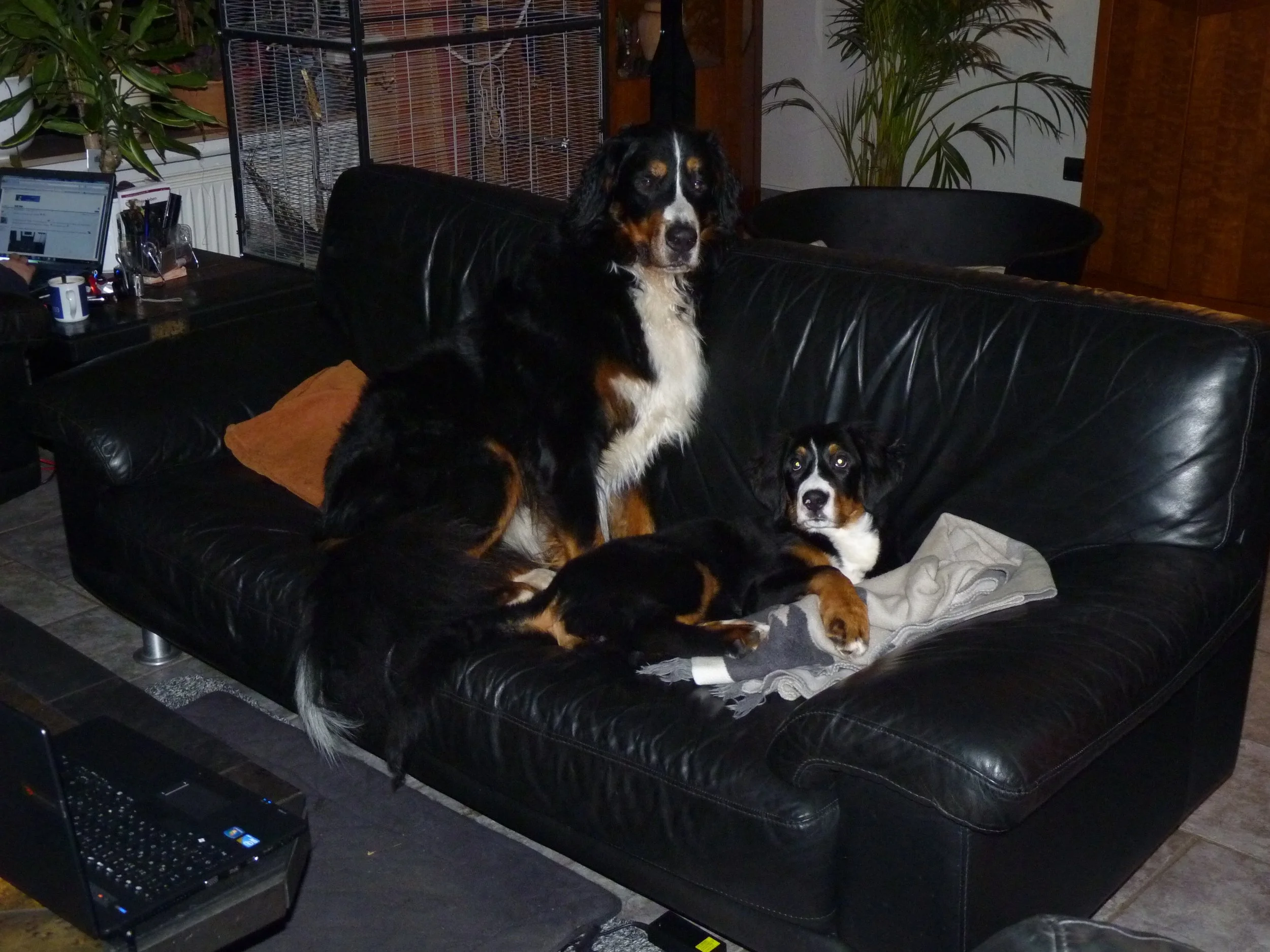 Hardy und Raya