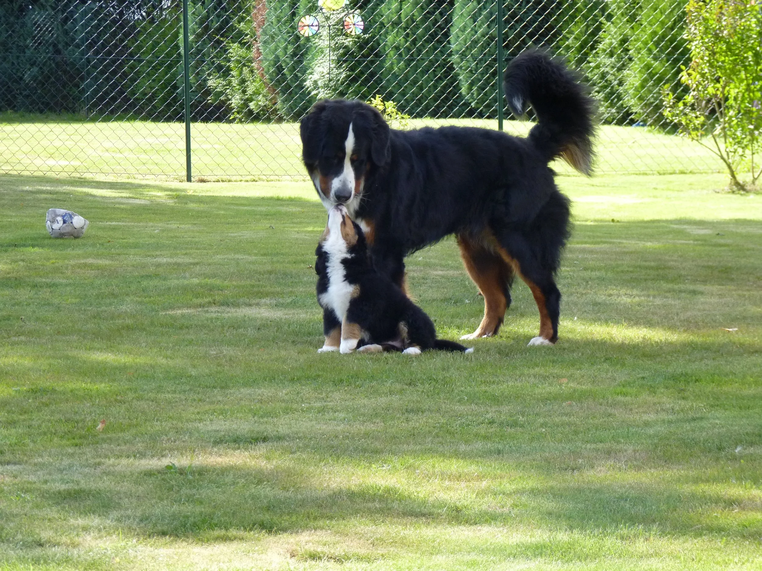 Daris und Mila... was hat sich der kleine Daris doch über die süße Zaubermaus gefreut :-)