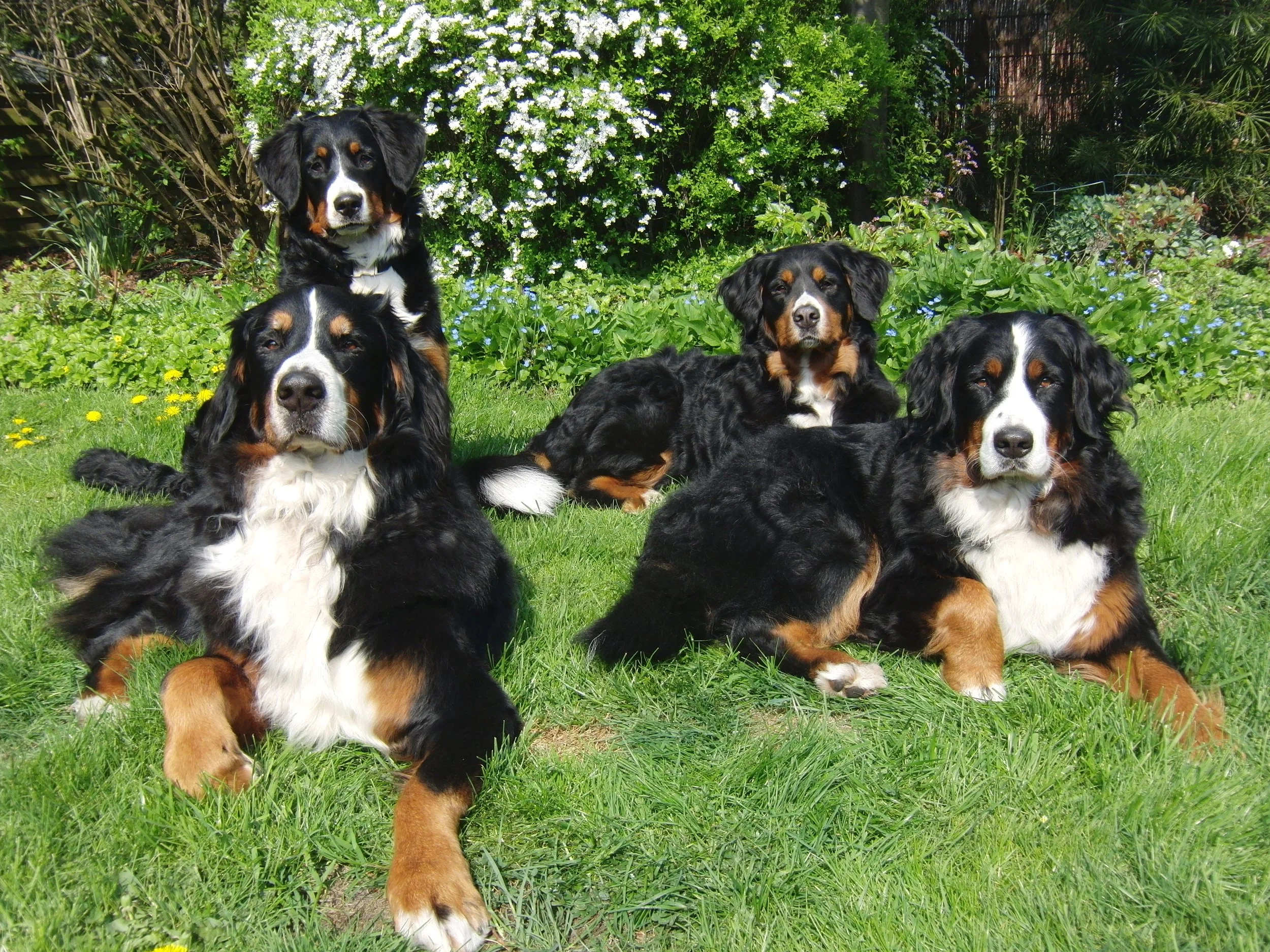 Hardy, Raya, Tyla, Aimee (April 2011)