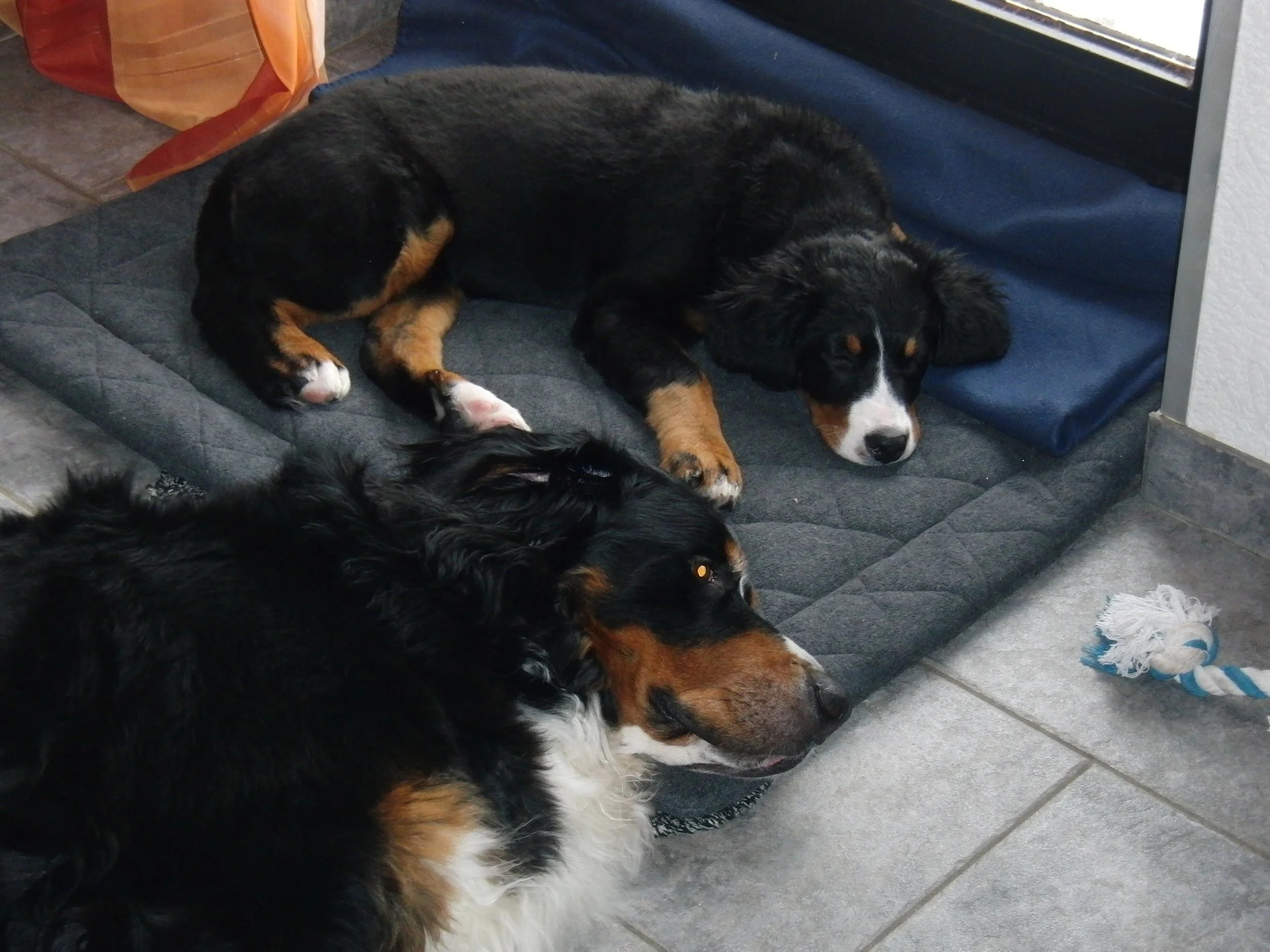 Hardy und Raya, die beiden waren von Anfang an sehr eng (Ende Dezember 2010)