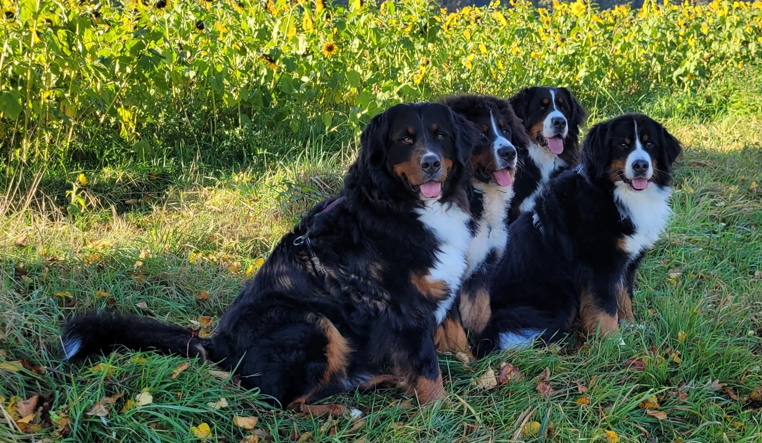 Alani, Feivel, Cleo, Mila