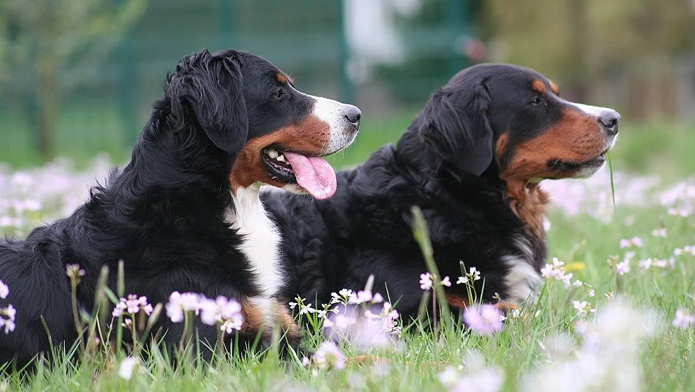 Tyla und Raya begleiten mich auf die Trainerausbildung. Diese tollen Fotos hat die liebe Anne gemacht (April 2012)