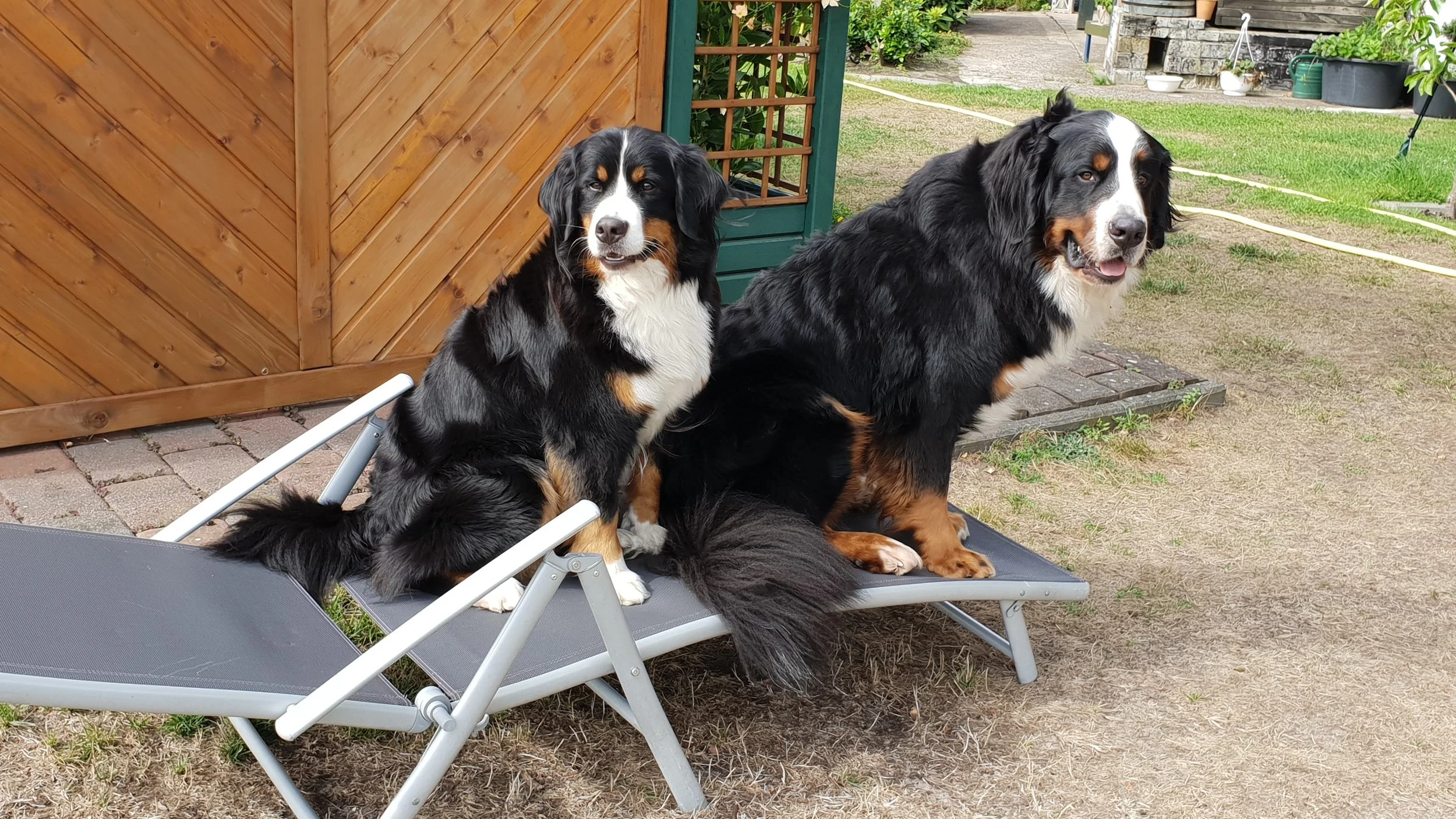 Mila und Daris und ich konnte gucken wo ich es mir bequem mache *lach (August 2018)