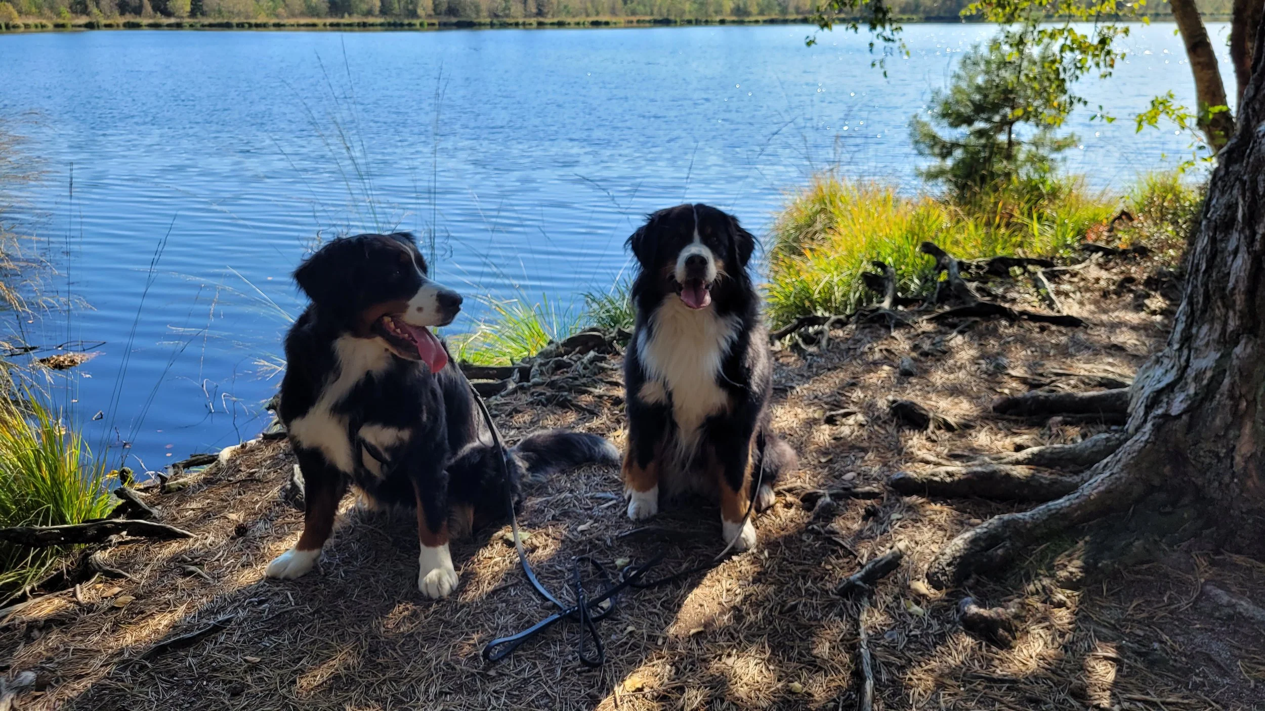 Cleo und Mila mit mir am Grundlosen See (22.9.2024)