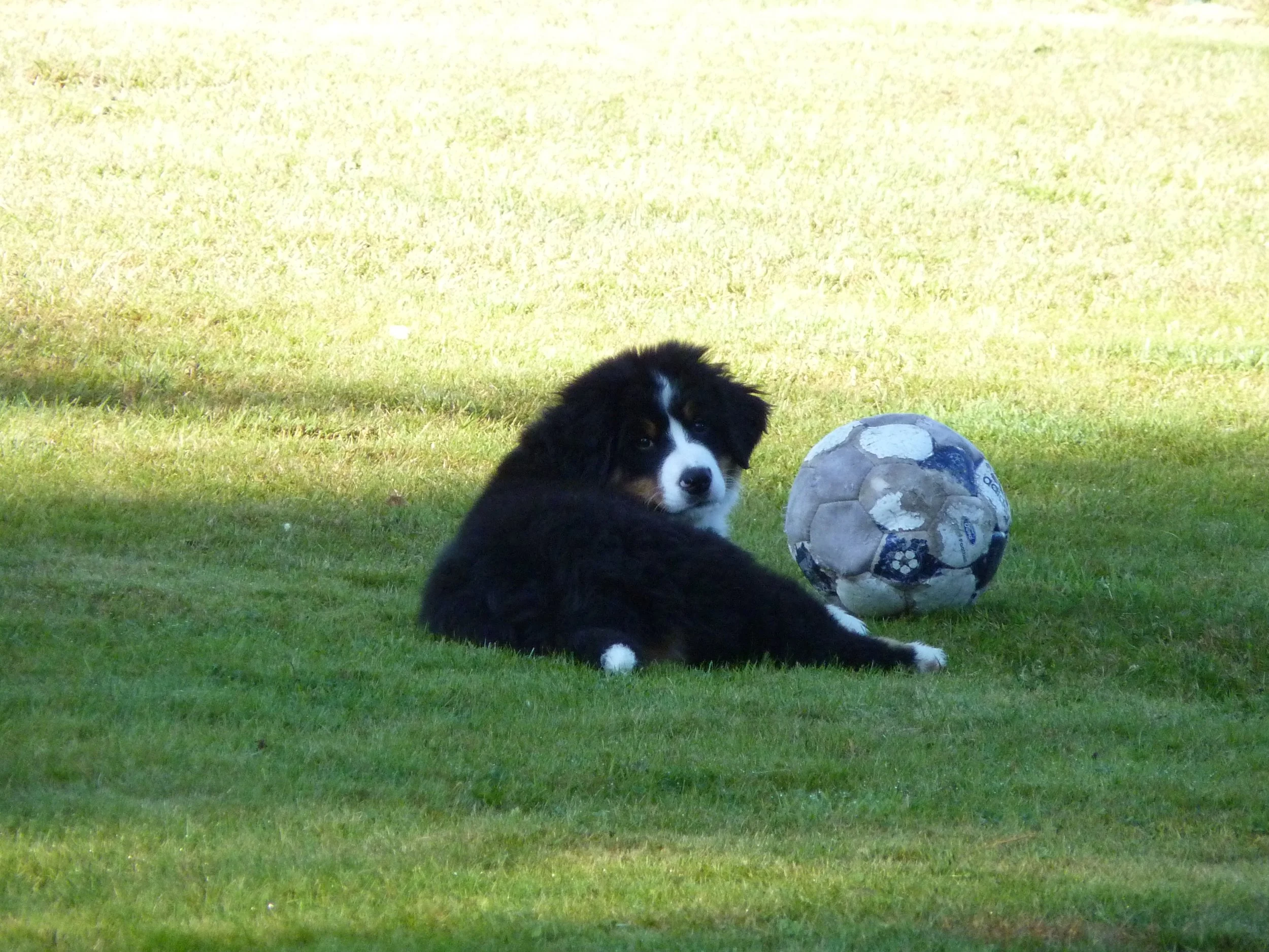 Ganz schön großer Ball für so ein kleines Hasi :-)