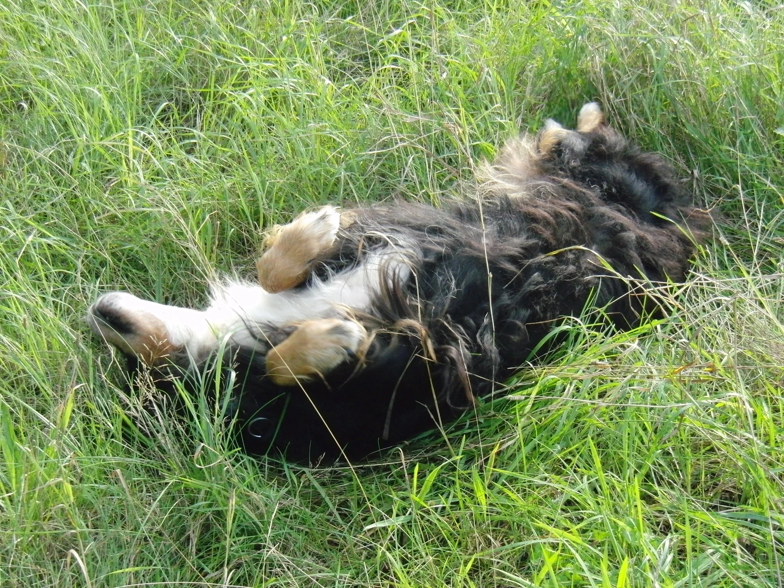 Im Gras wälzen war ihr Allerliebstes!