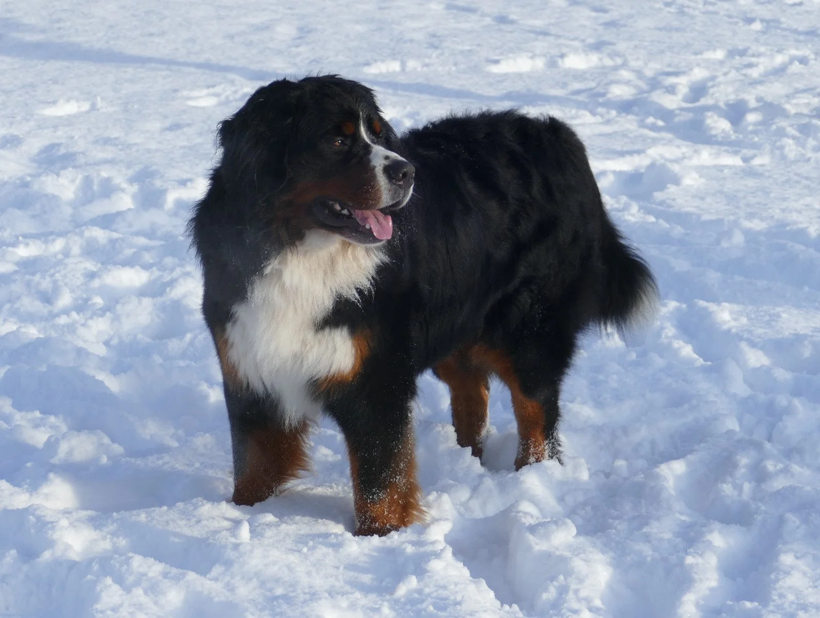 Sooooo mega viel Schnee Anfang 2026