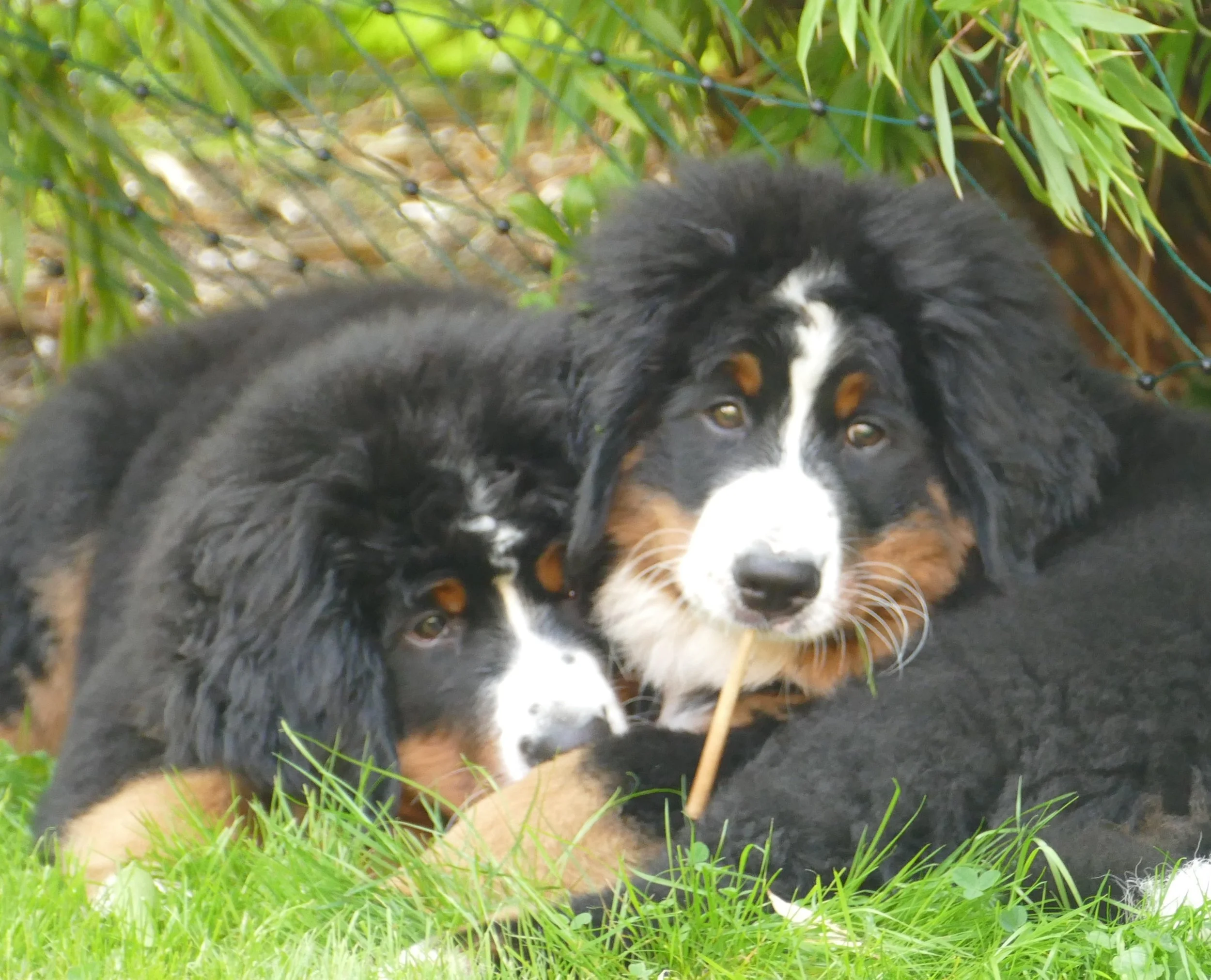 ... mit Schwester Easy