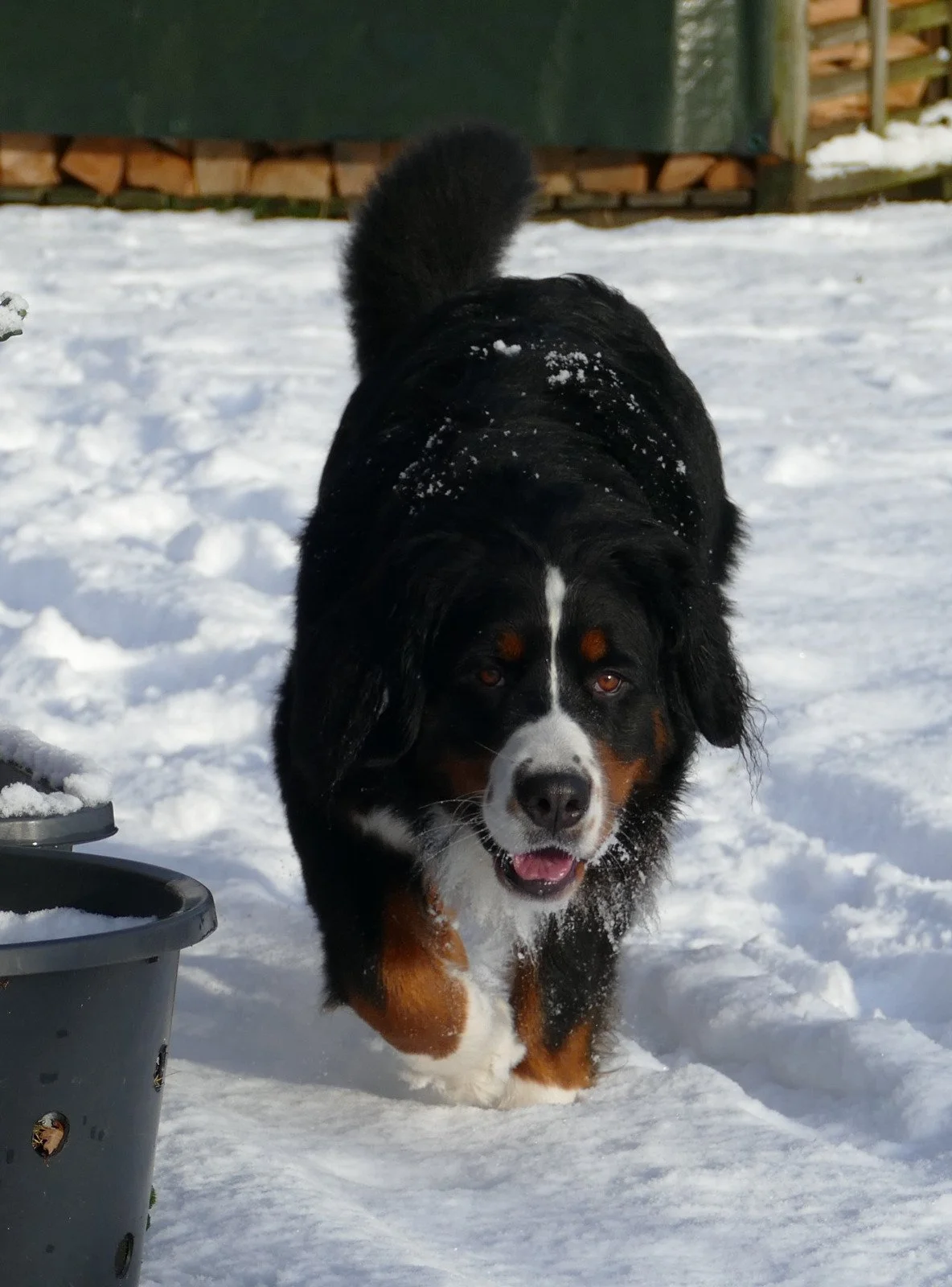 viel Schnee Anfang 2026