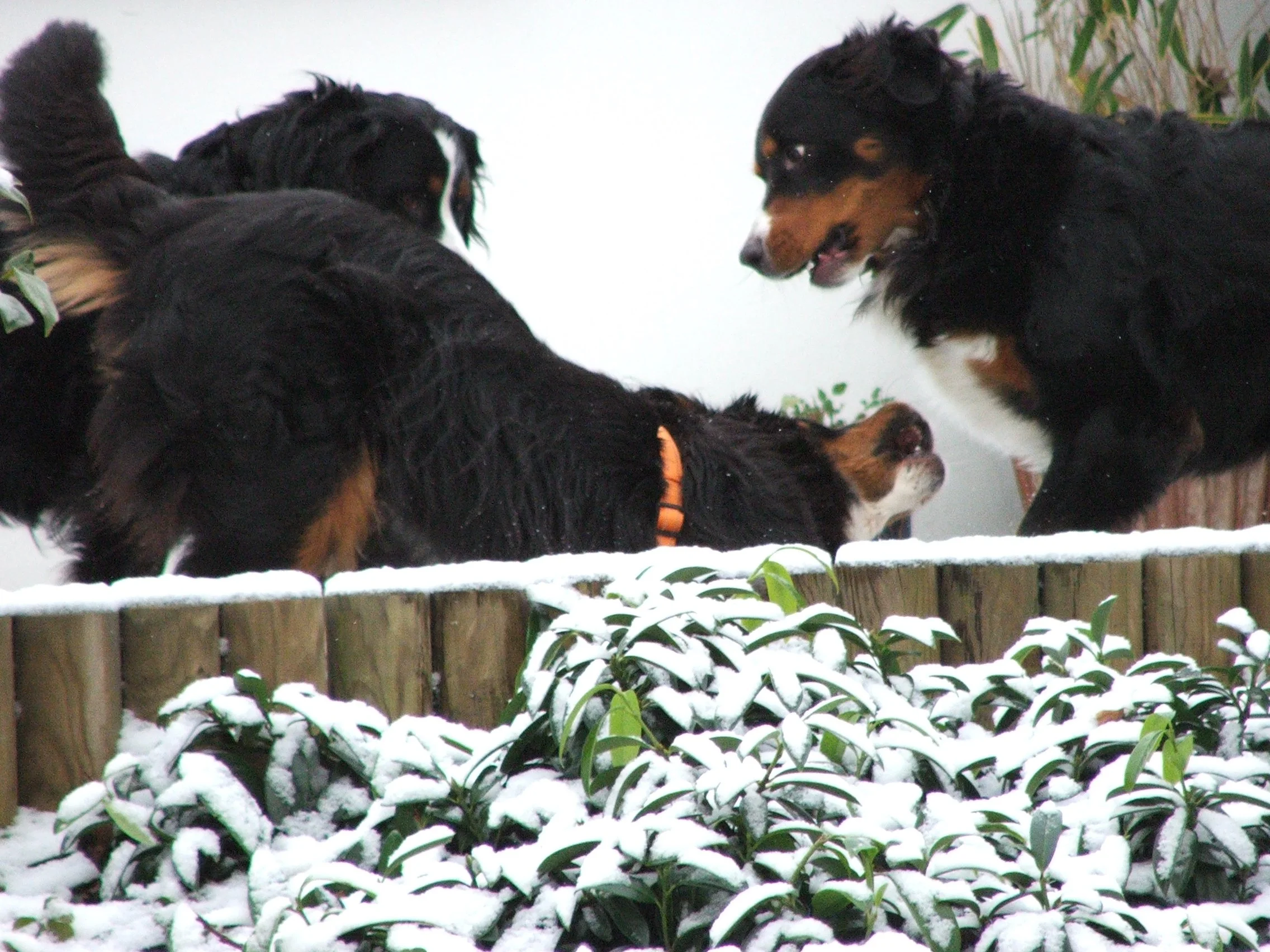 Aimee, Asja, Tyla, unglaublich was Schnee ausmacht, da kommt sogar die kleine Asja in Spiellaune, zu süß!