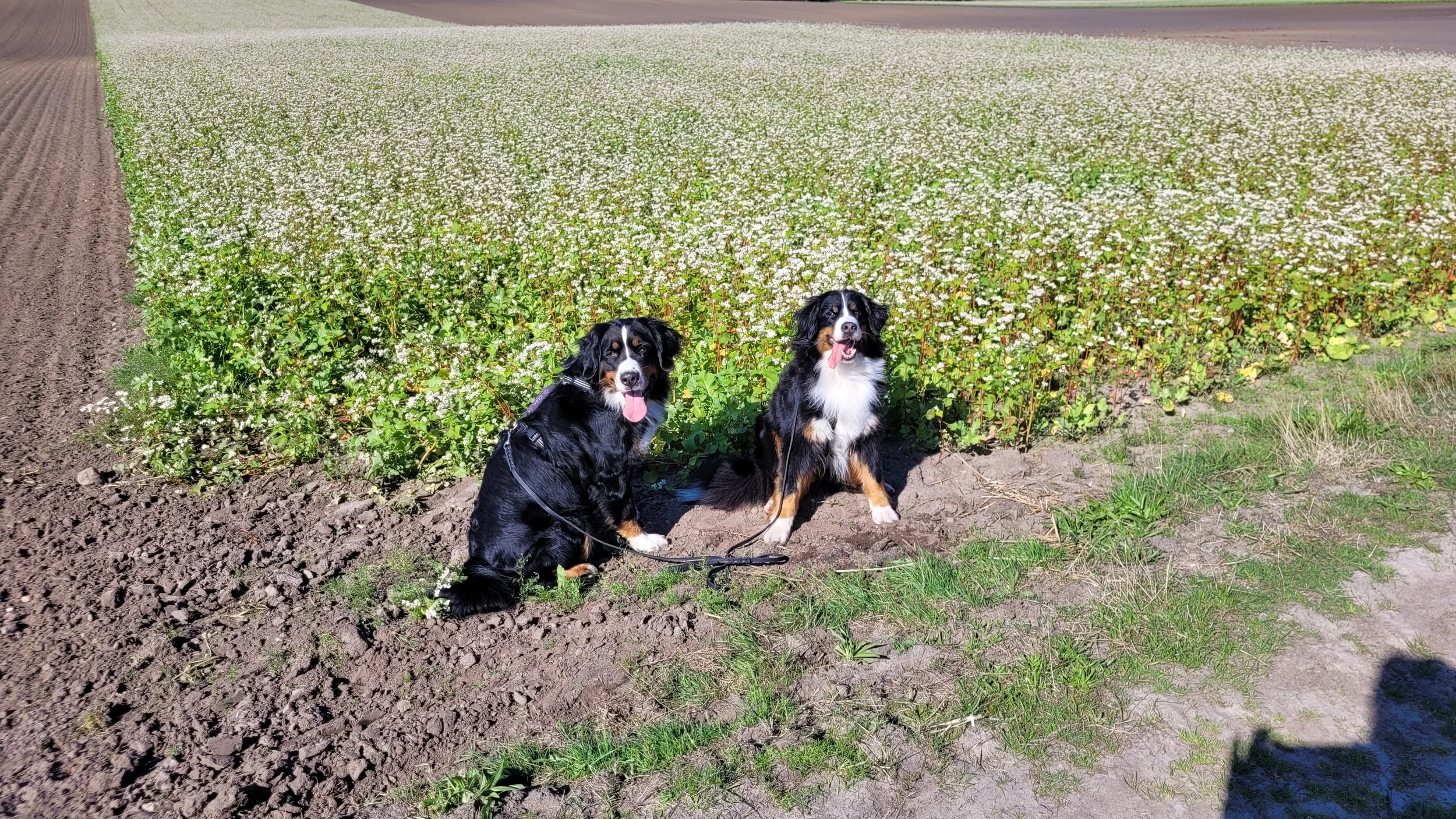 Cleo und Mila mit mir auf Tour (21.9.2024)