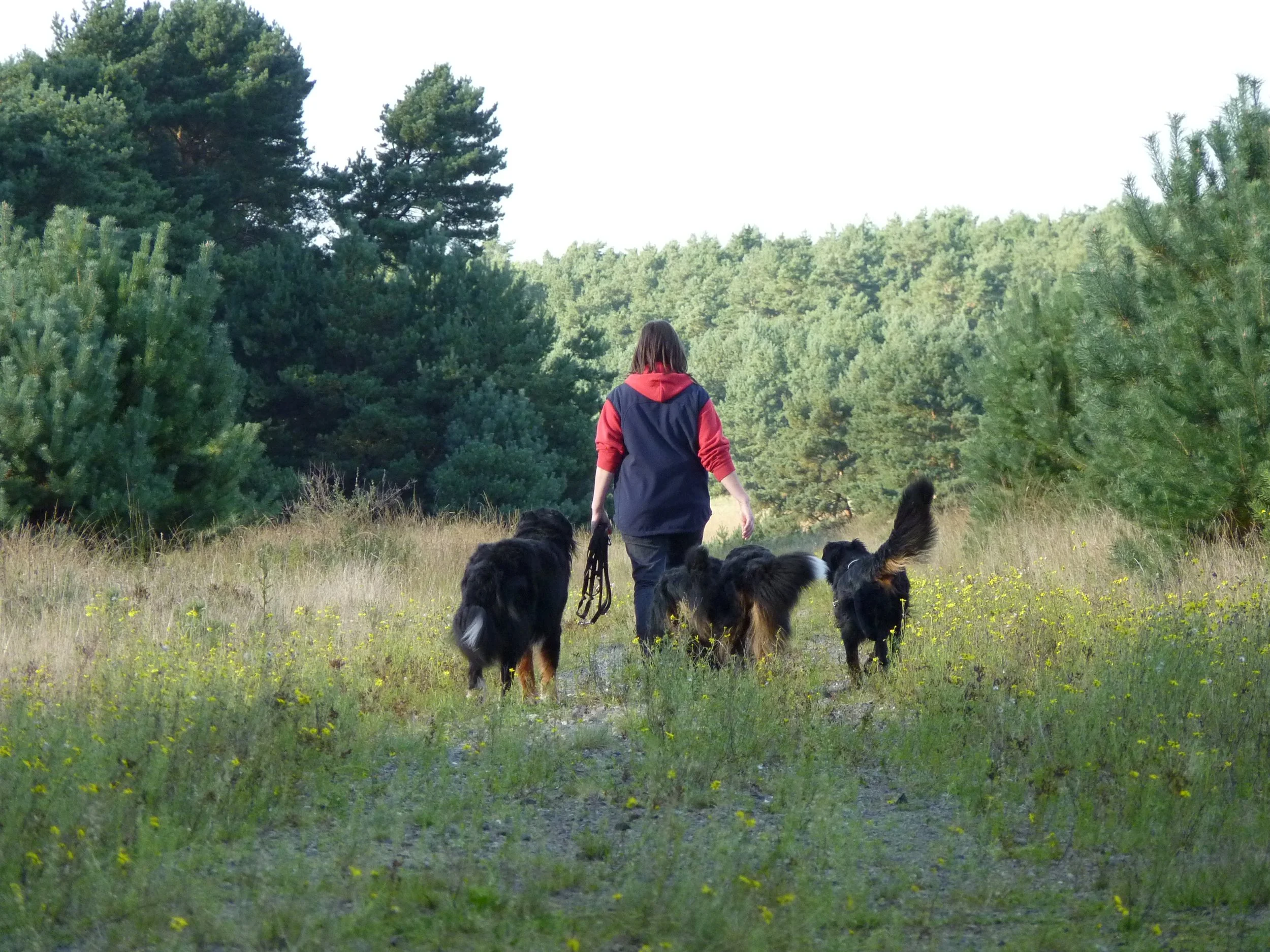 Der Weg ist das Ziel... Was für tolle Hunde, die immer treu an meiner Seite waren *seufz (September 2013)