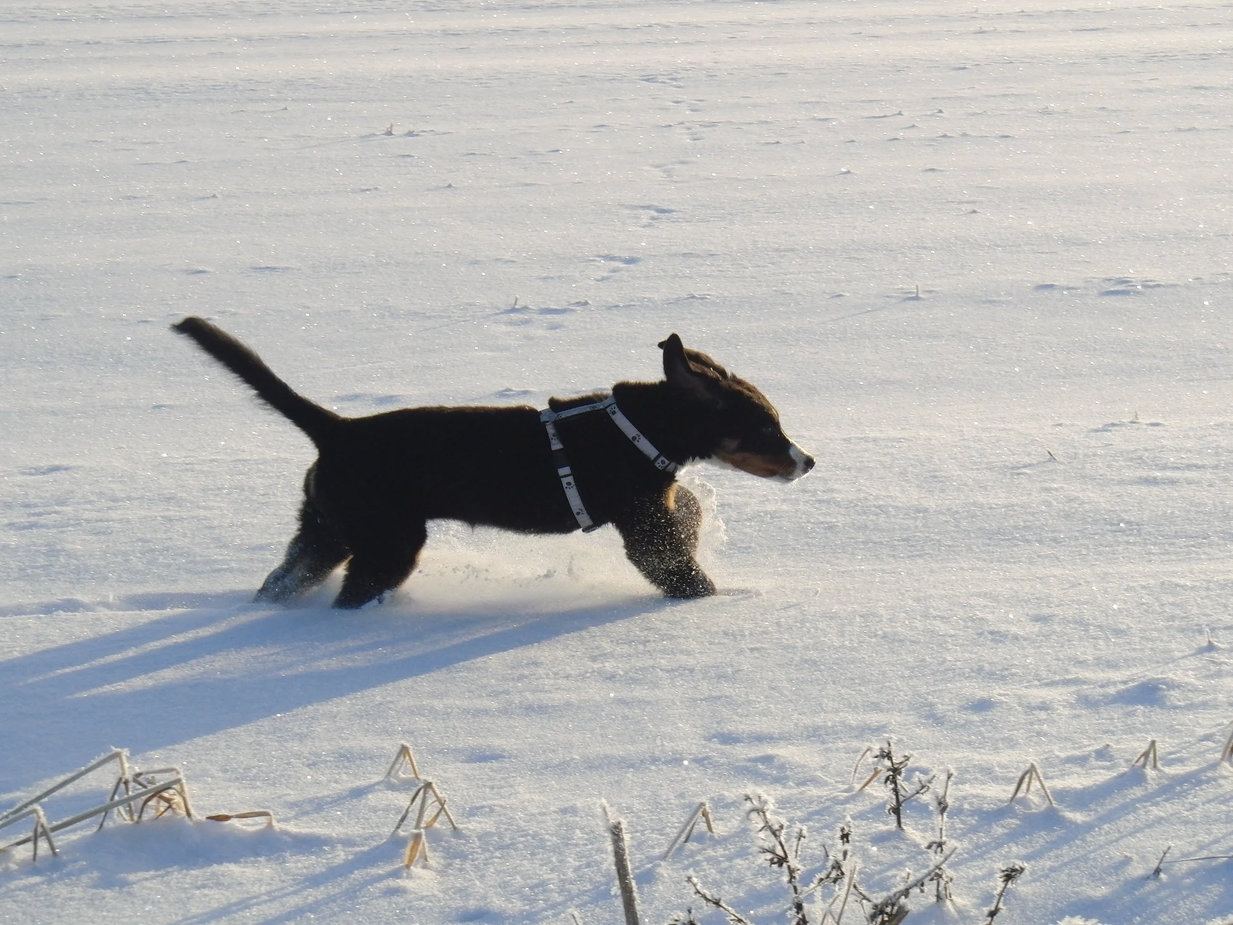 Als sie im Winter 2010/2011 ganz frisch bei uns war, da hatten wir Schnee ohne Ende. Eigentlich total toll für die Hunde, aber ihre kleinen Stampfer waren manchmal noch vieeeel zu kurz. Dieter hat sie oft mehr getragen als das sie gelaufen ist.