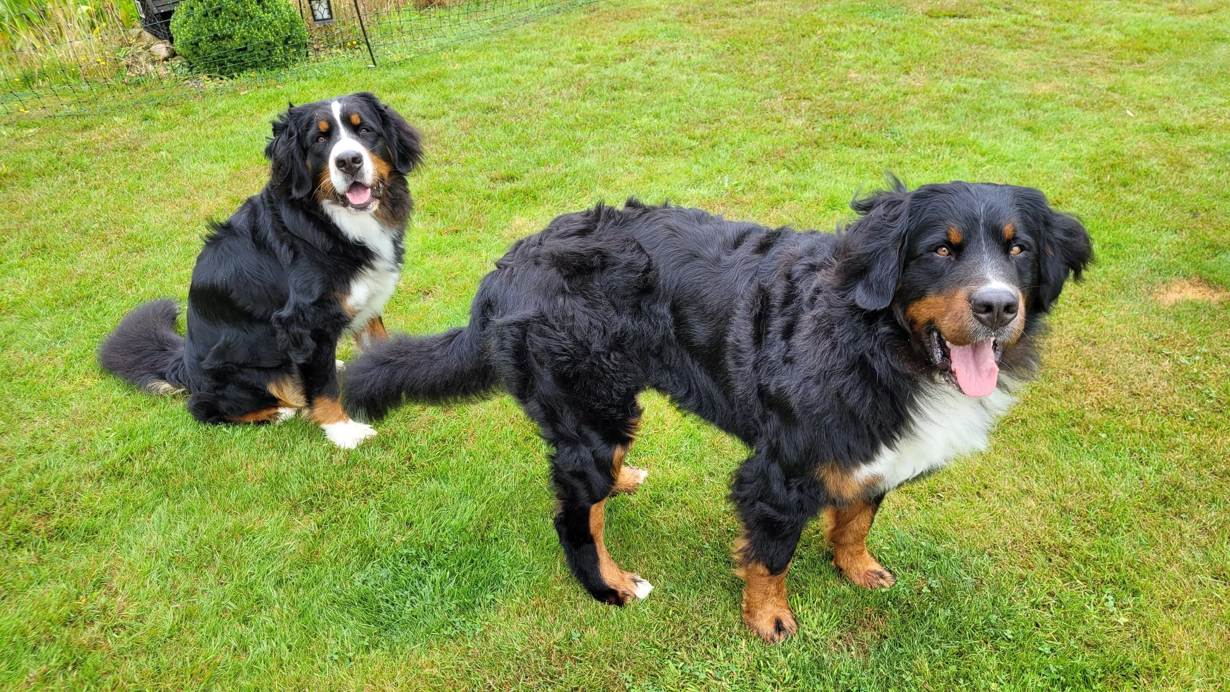 Cleo und Alani (26.7.2024)