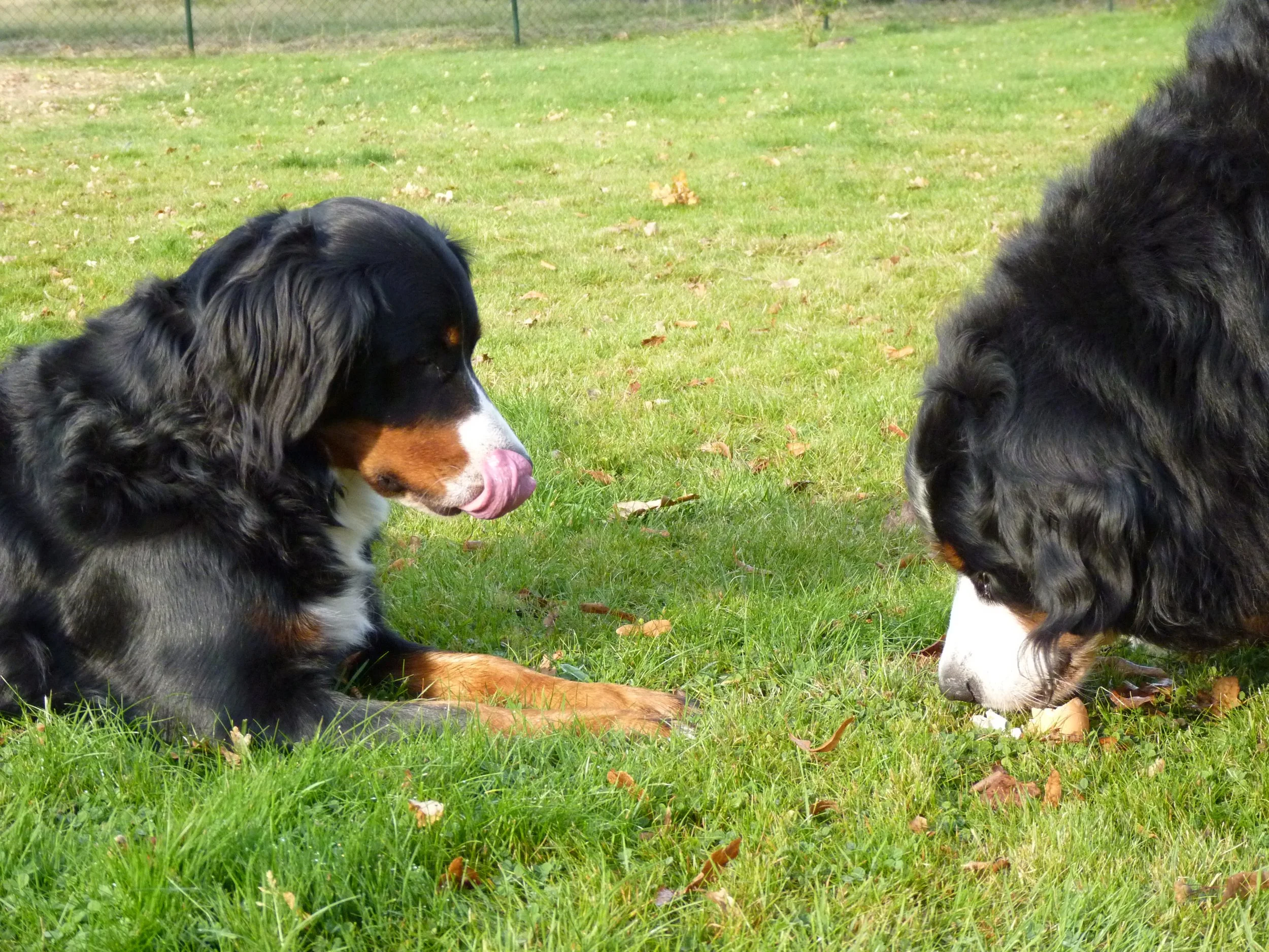Raya und Aimee, Raya hatte natürlich auch ein Ei, aber Aimee hat immer viiiiel länger gebraucht es zu knacken, da hat sie natürlich gehofft, dass sie noch bissi was abbekommt (Oktober 2014)