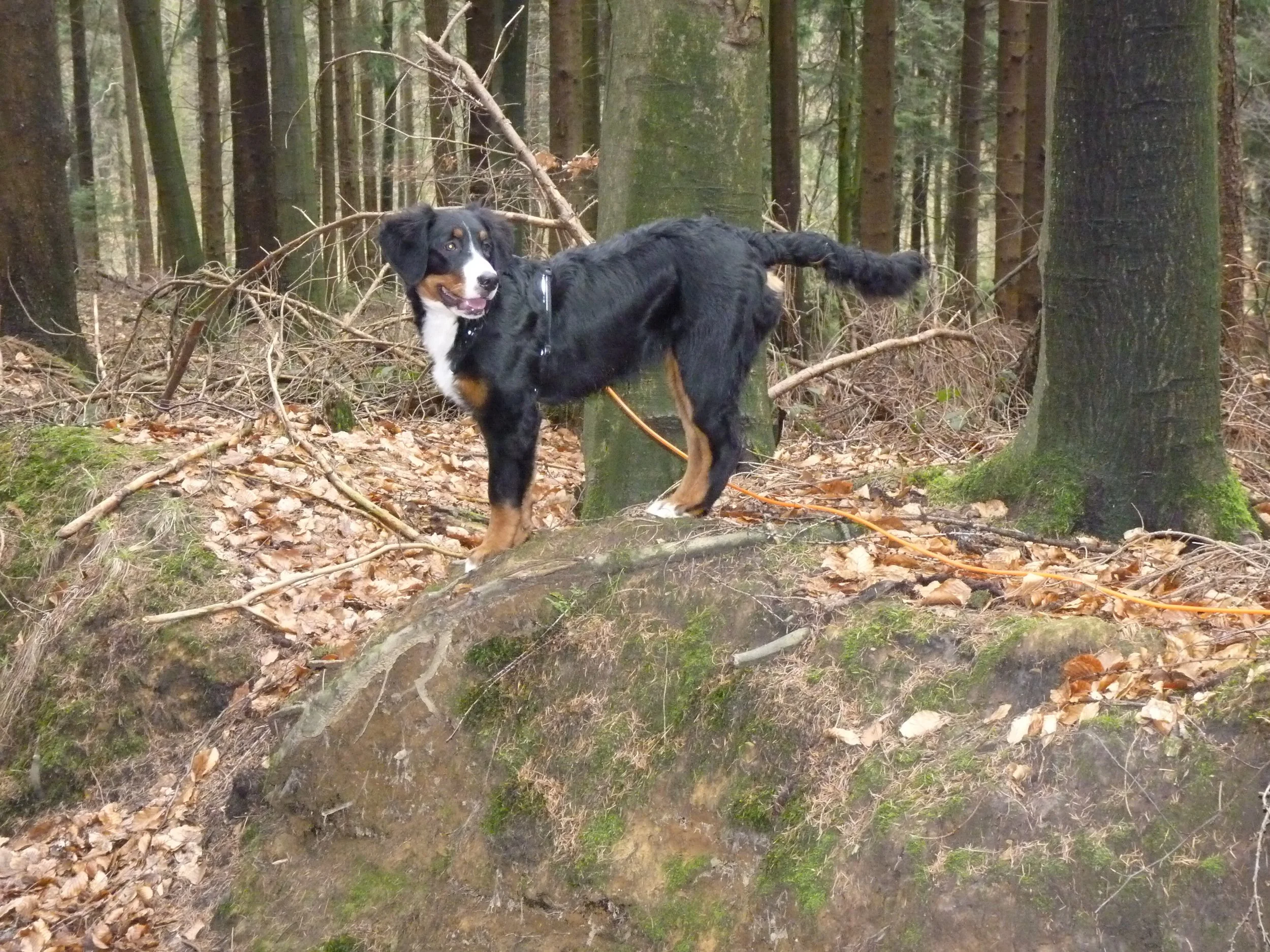 Kleine Bergziege :-)