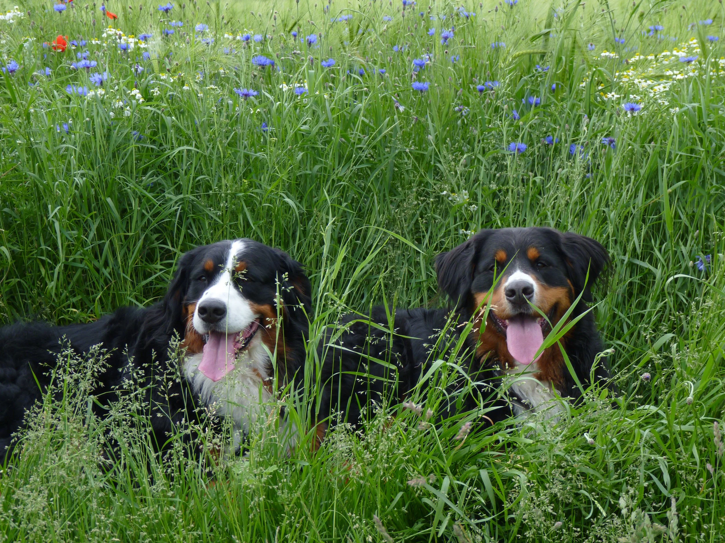 Aime und Tyla in Schaphusen am Feldrand, der wunderschön geblüht hat (Juni 2010)