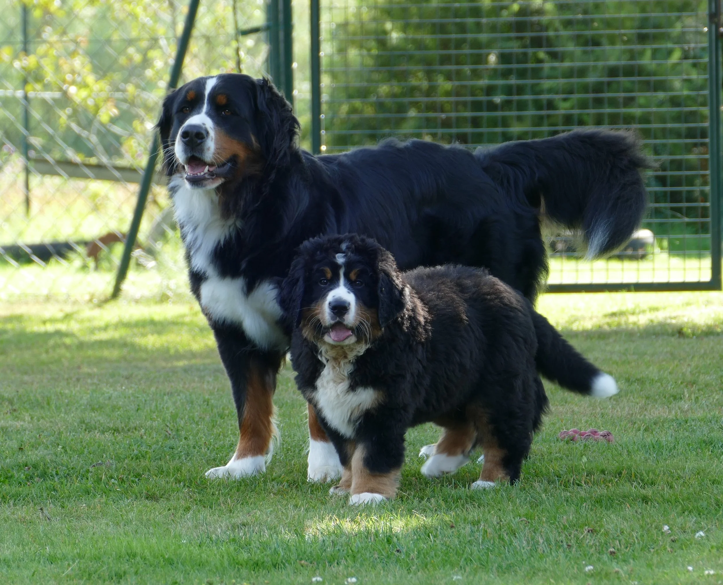 Cleo und Feivel (Juli 2024)