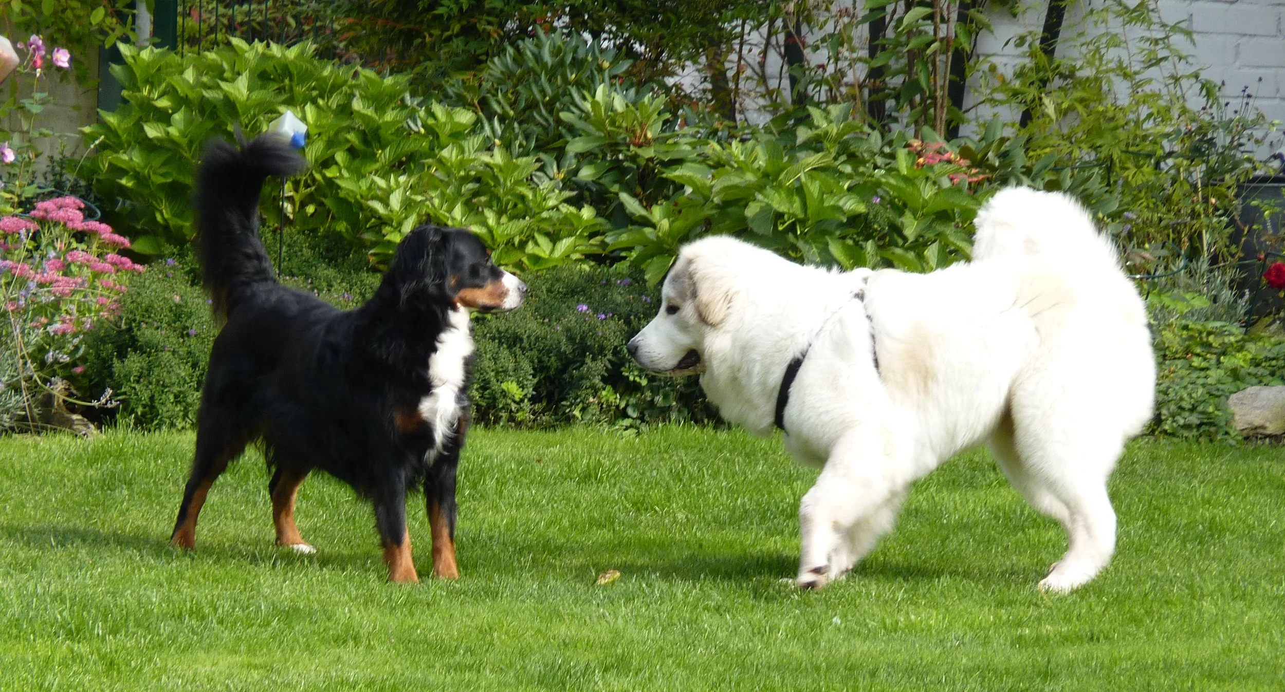 Jungschnösel Frodo "einnorden". Hunde konnte sie richtig gut!
