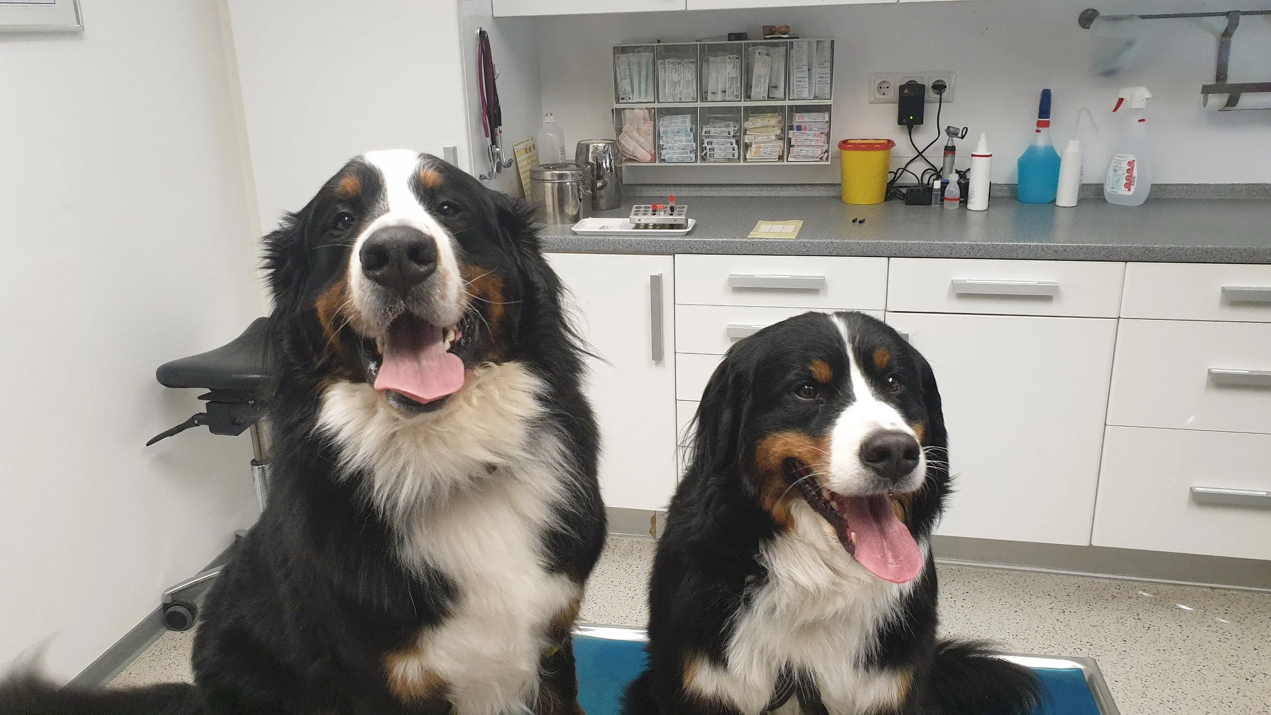 Jeder wollte zuerst, also sind sie gemeinsam auf den Behandlungstisch geklettert. Ich glaube der Tierarzt war immer ganz erfreut wenn ich mit dem Duo aufgetaucht bin :-) (April 2019)