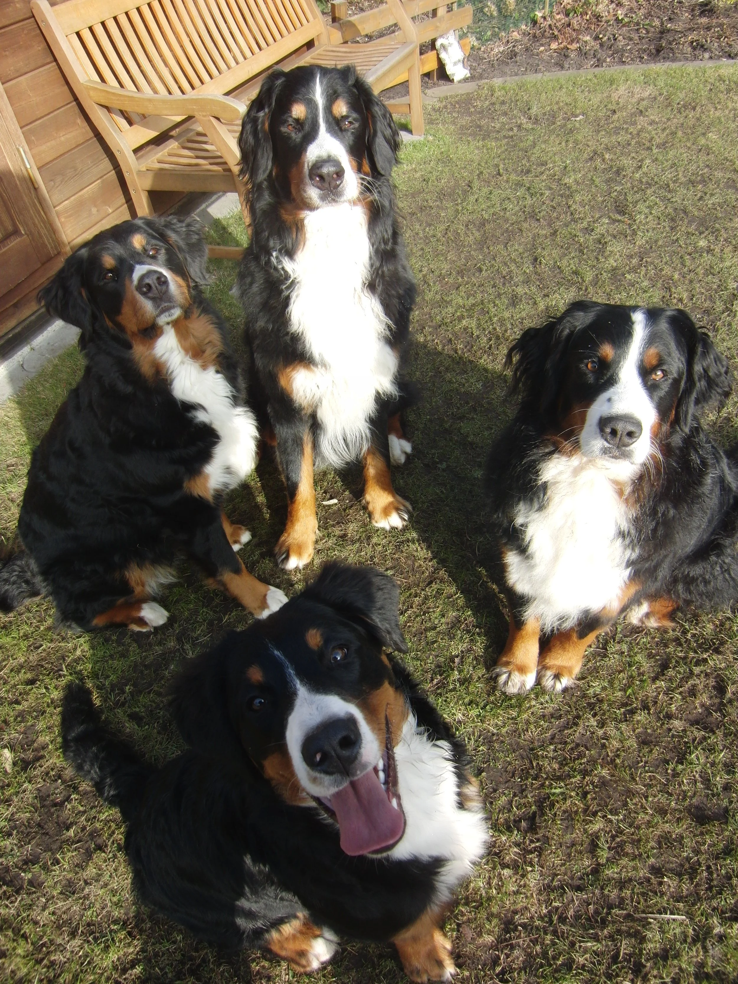 Tyla, Hardy, Aimee, Raya (März 2011)