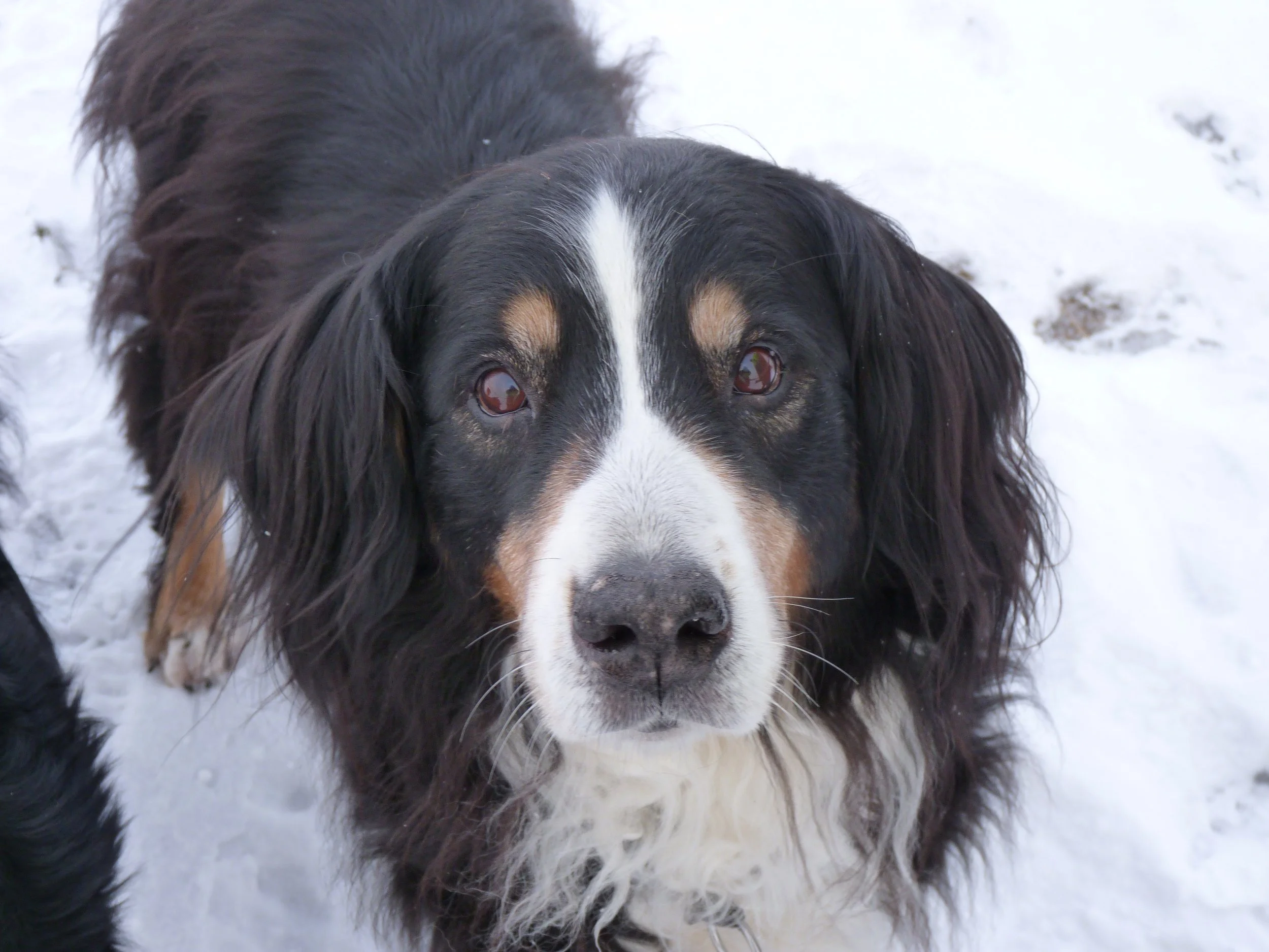 Wie kann man denn nur so gucken... Man musste diesen Hund einfach lieben!!