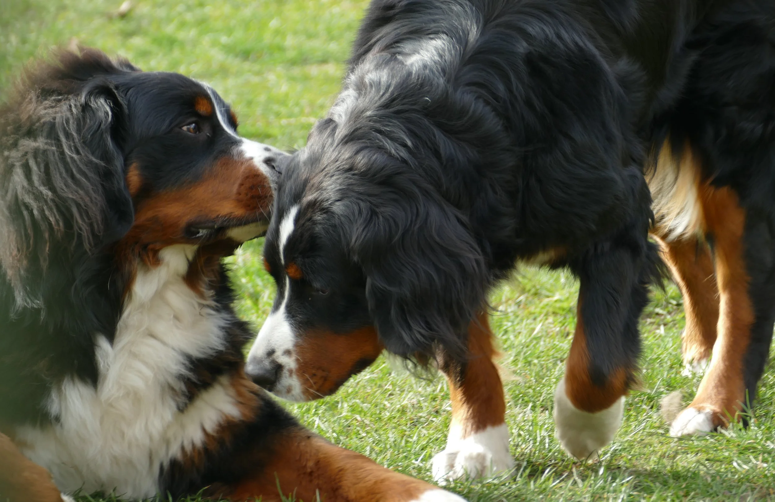 Feivel und Cleo