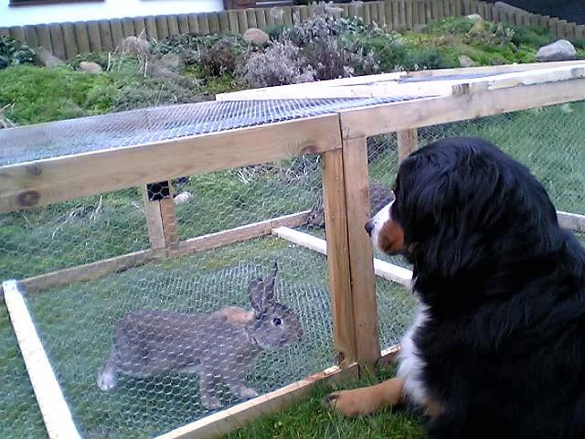 Den Hasenbesuch fand sie super, Kino für die Hunde den ganzen Tag :-)
