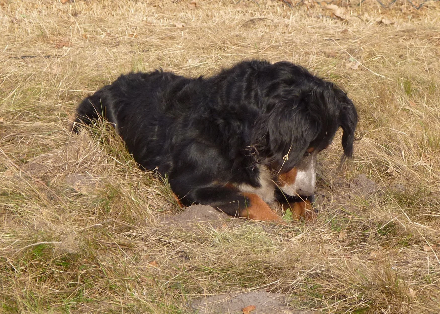 Sie hat ordentlich mitgeholfen meinen Hundeplatz zu gestalten *lach