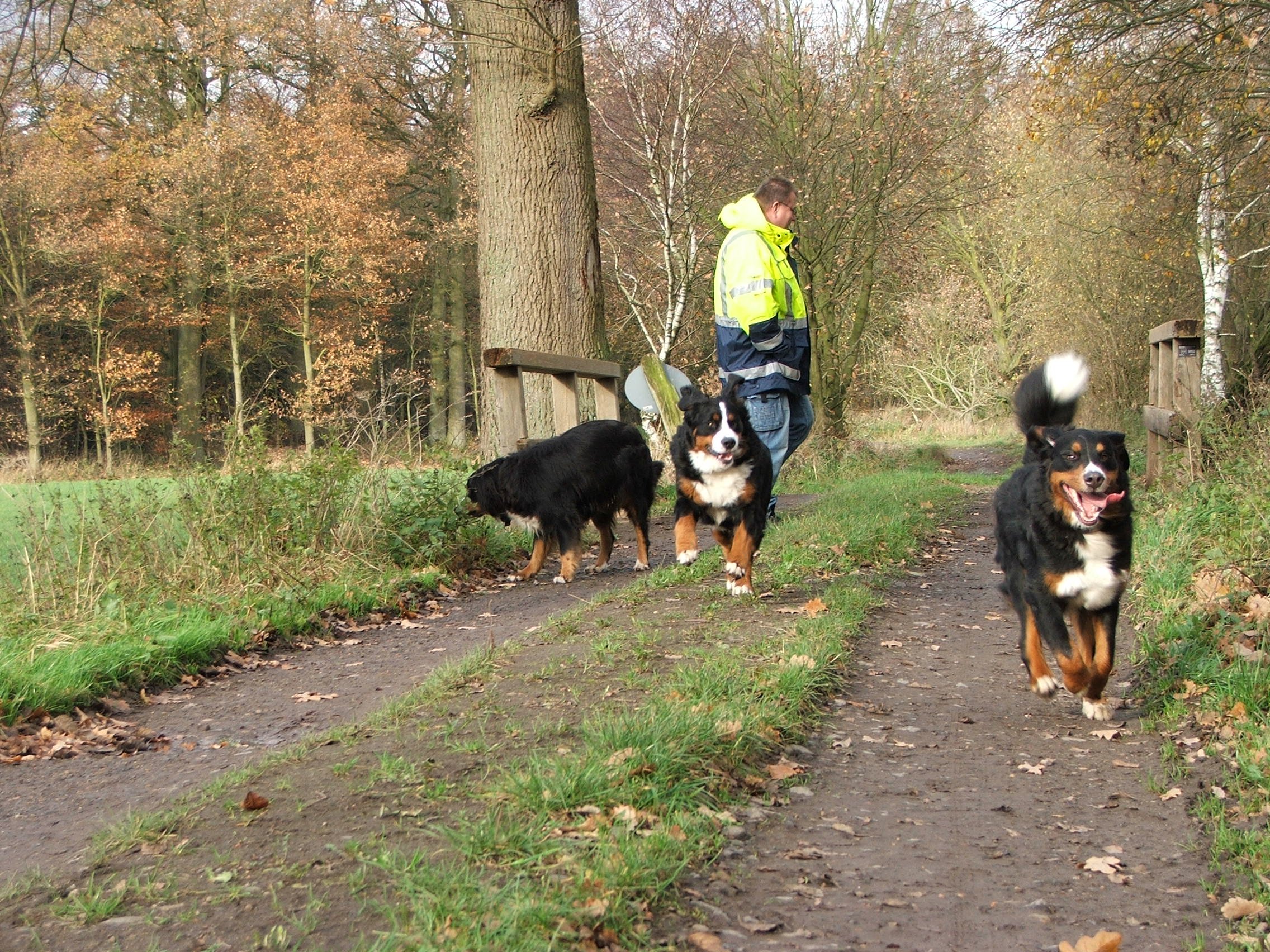Tolles Wetter für eine Hunderunde