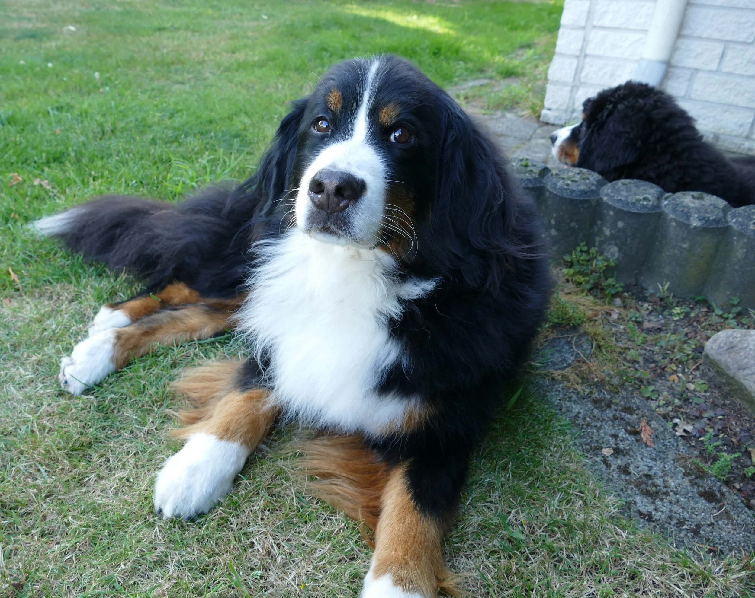 Feivel und Cleo (August 2024)
