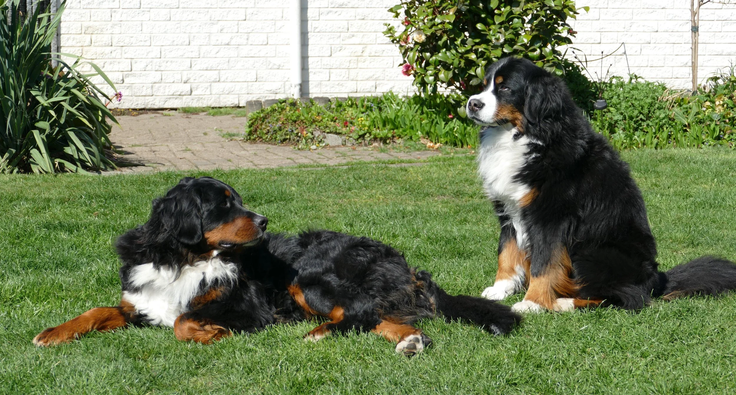 Alani und Mila