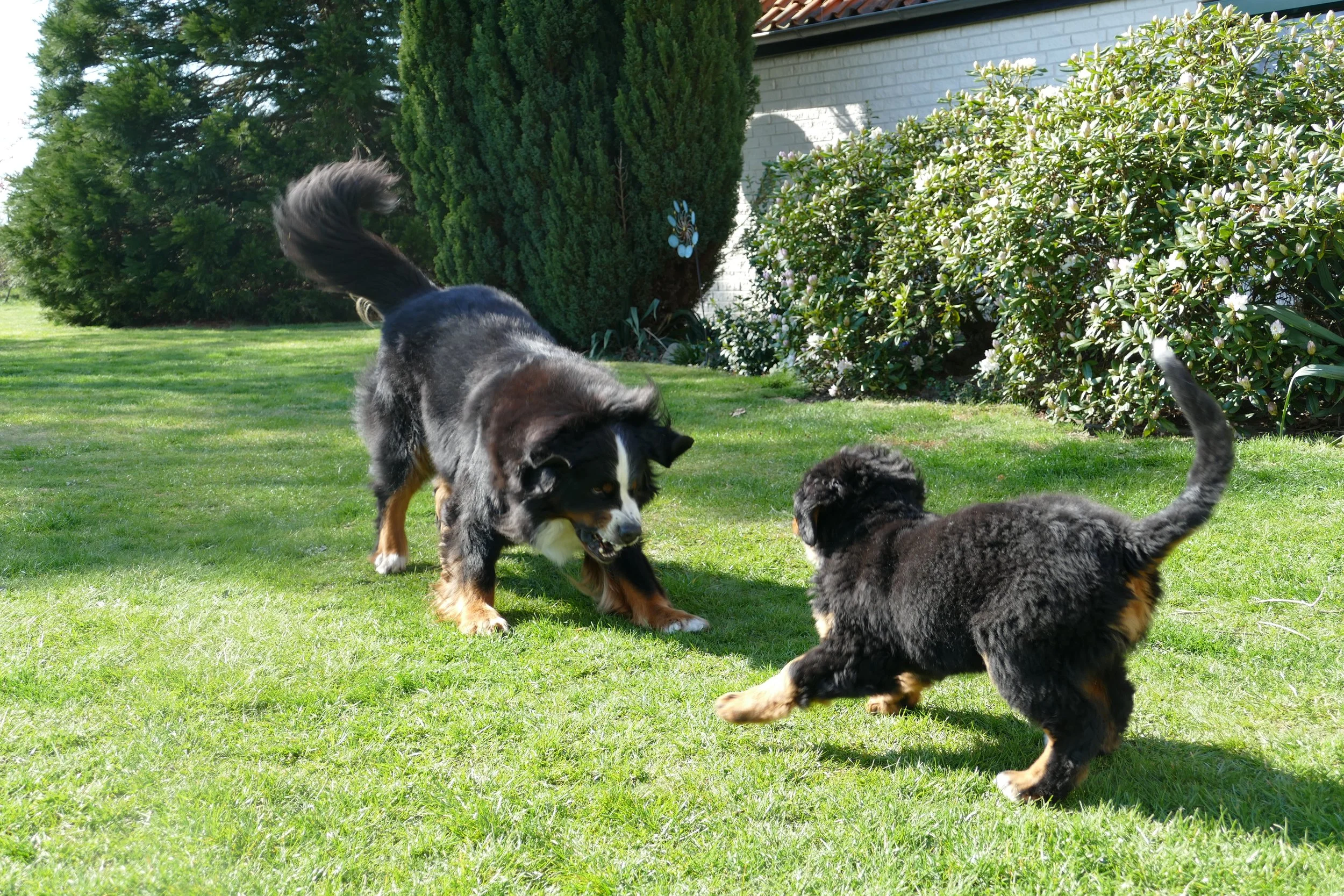 Daris und Alani