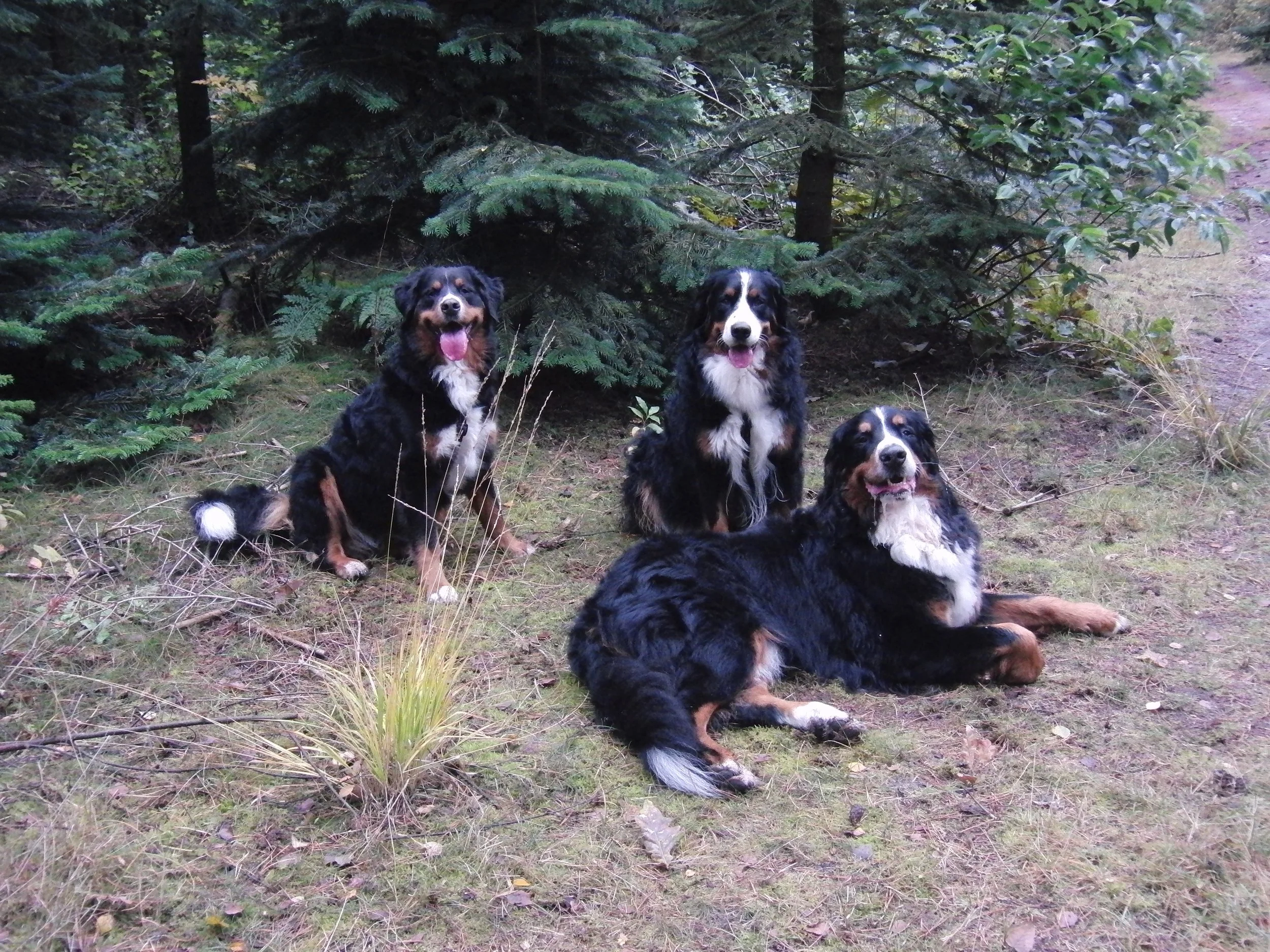 Hundewald bei Blavand