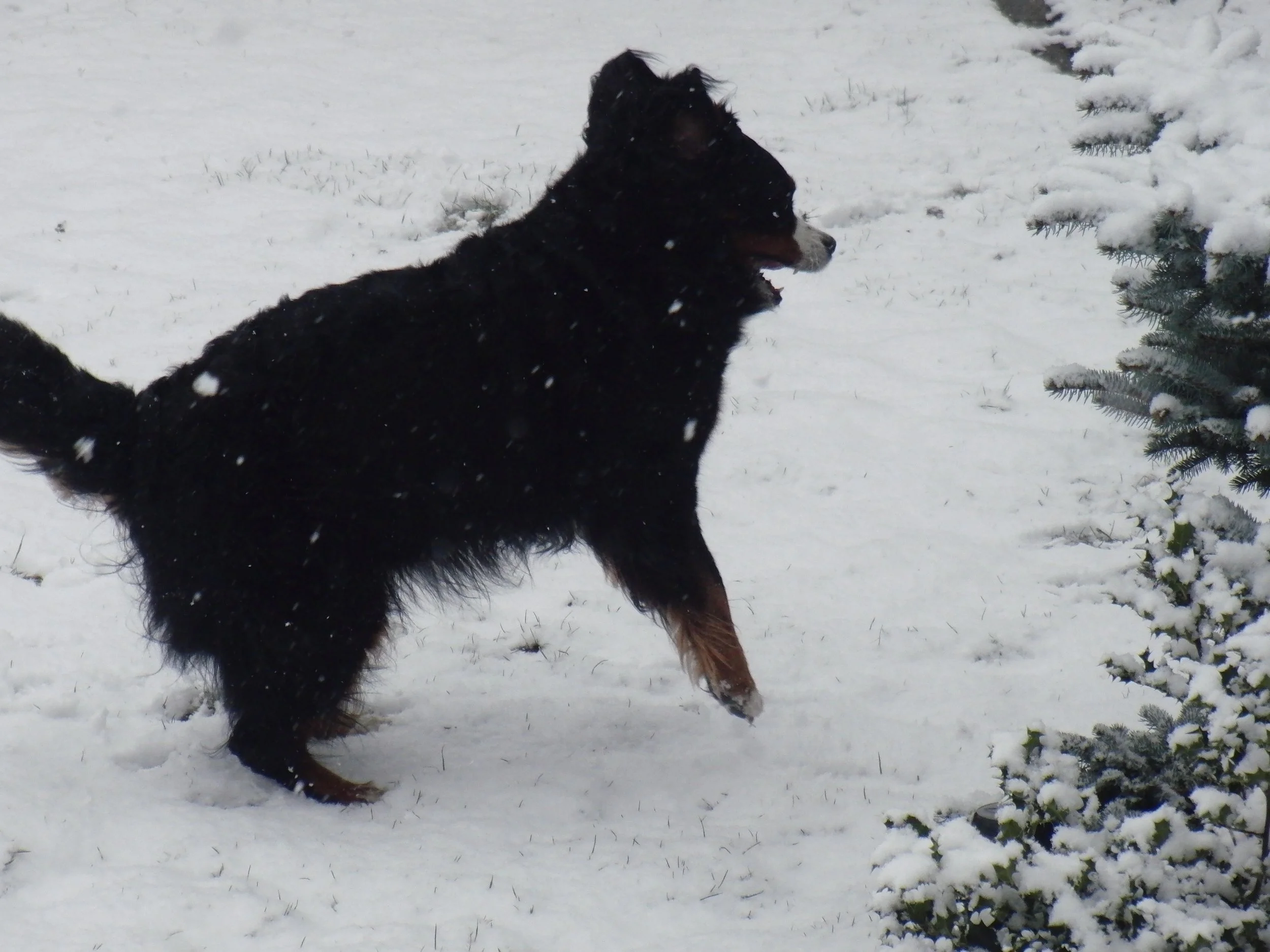 Gibt doch nix Schöneres als Schnee unter den Pfoten!