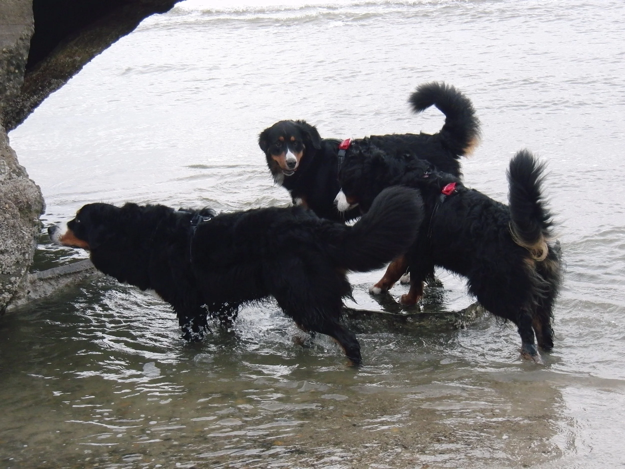 Blavand mit Hardy, Tyla und Aimee (Oktober 2010)