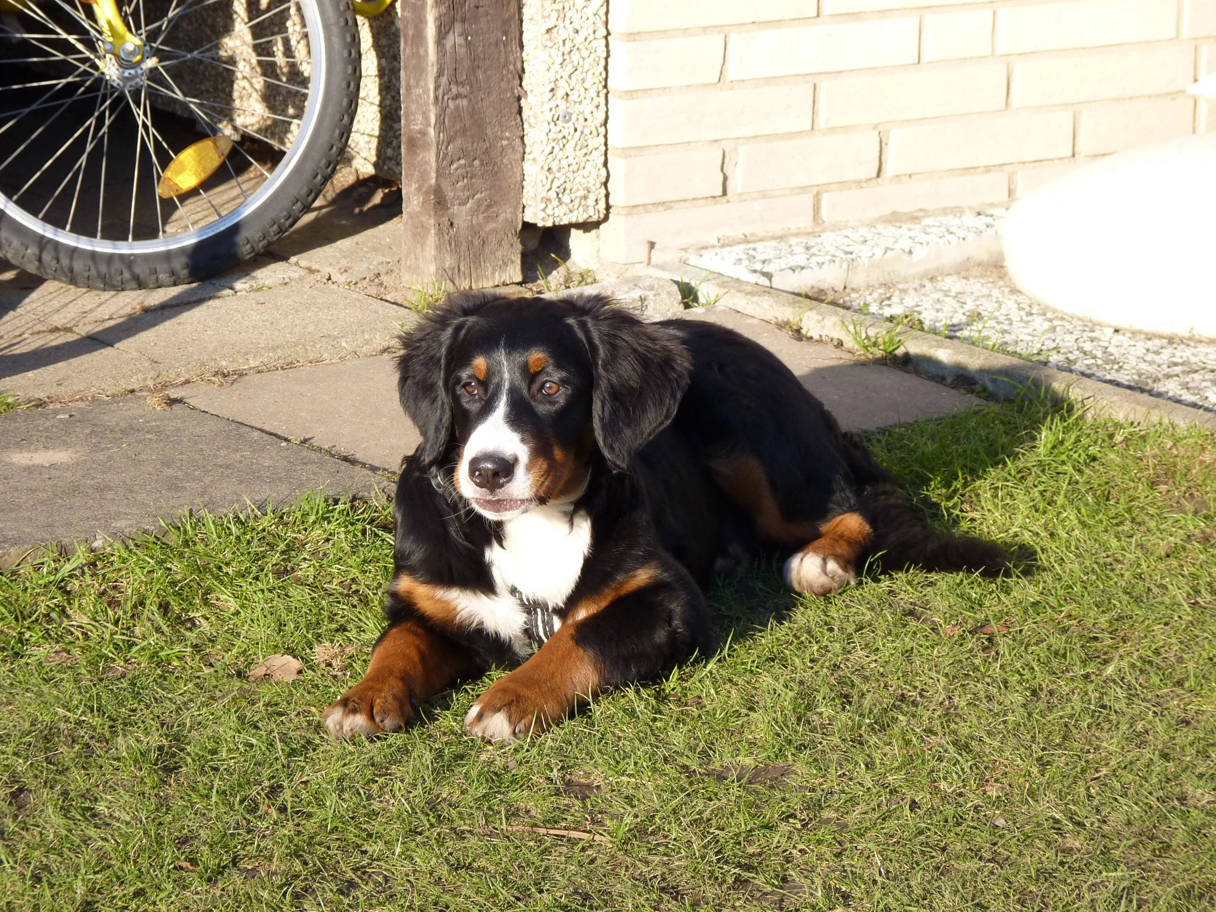 Frühjahr 2011 bei einer Vereinskollegin. Raya war immer mit dabei und hatte an den Hundetreffen bis 2015 immer ganz viel Spaß.